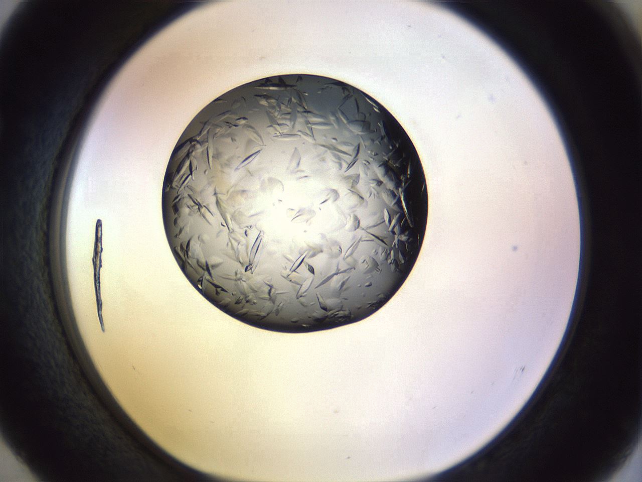 folderID470_plateID1470_batchID6252_wellNum52_profileID1_d1_r93067_ef.jpg
