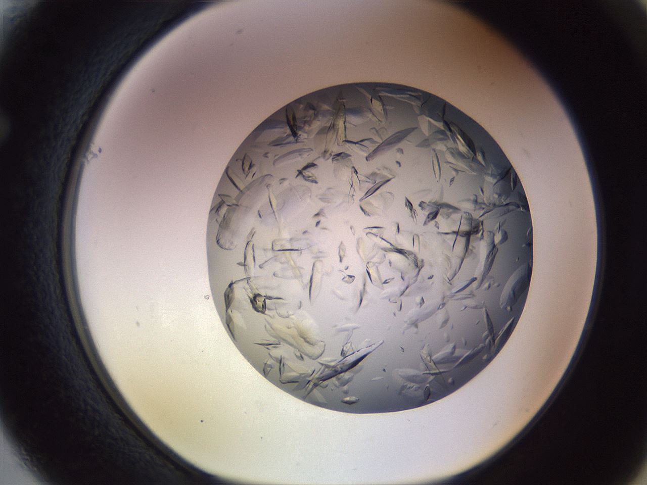 folderID470_plateID1470_batchID6252_wellNum61_profileID1_d1_r93085_ef.jpg