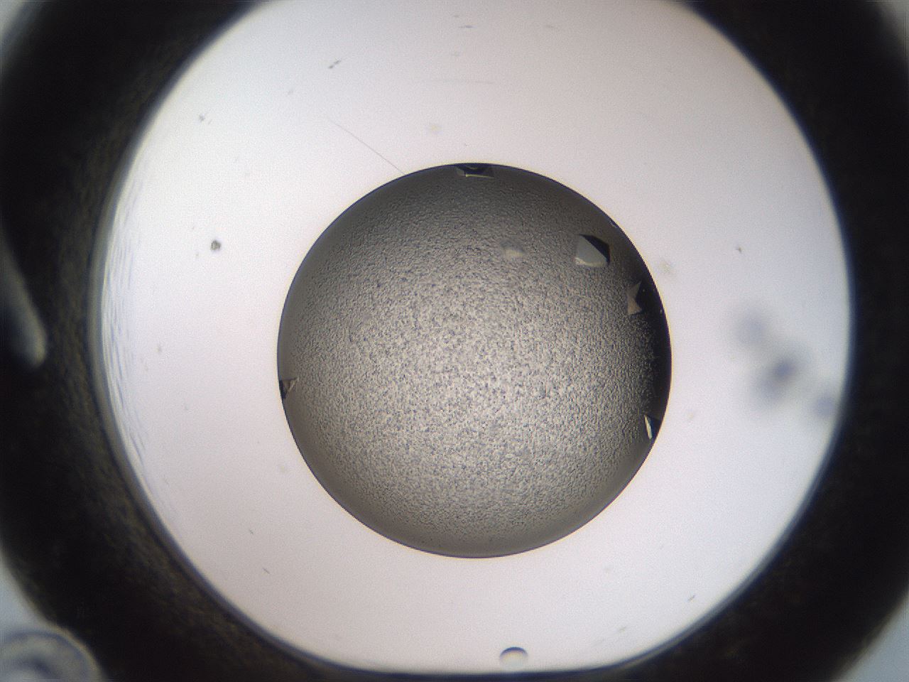 folderID487_plateID3487_batchID21149_wellNum12_profileID1_d1_r311147_ef.jpg