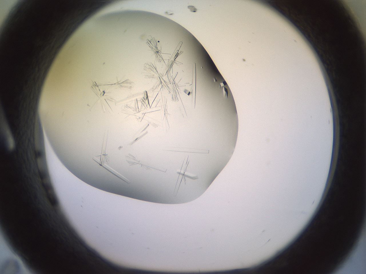 folderID395_plateID3395_batchID19847_wellNum11_profileID1_d1_r301885_ef.jpg