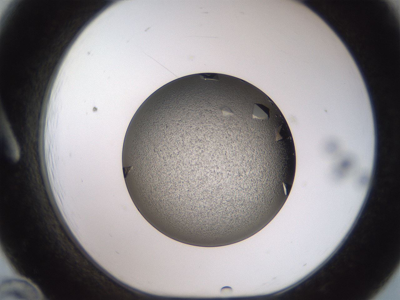folderID487_plateID3487_batchID21234_wellNum12_profileID1_d1_r311147_ef.jpg