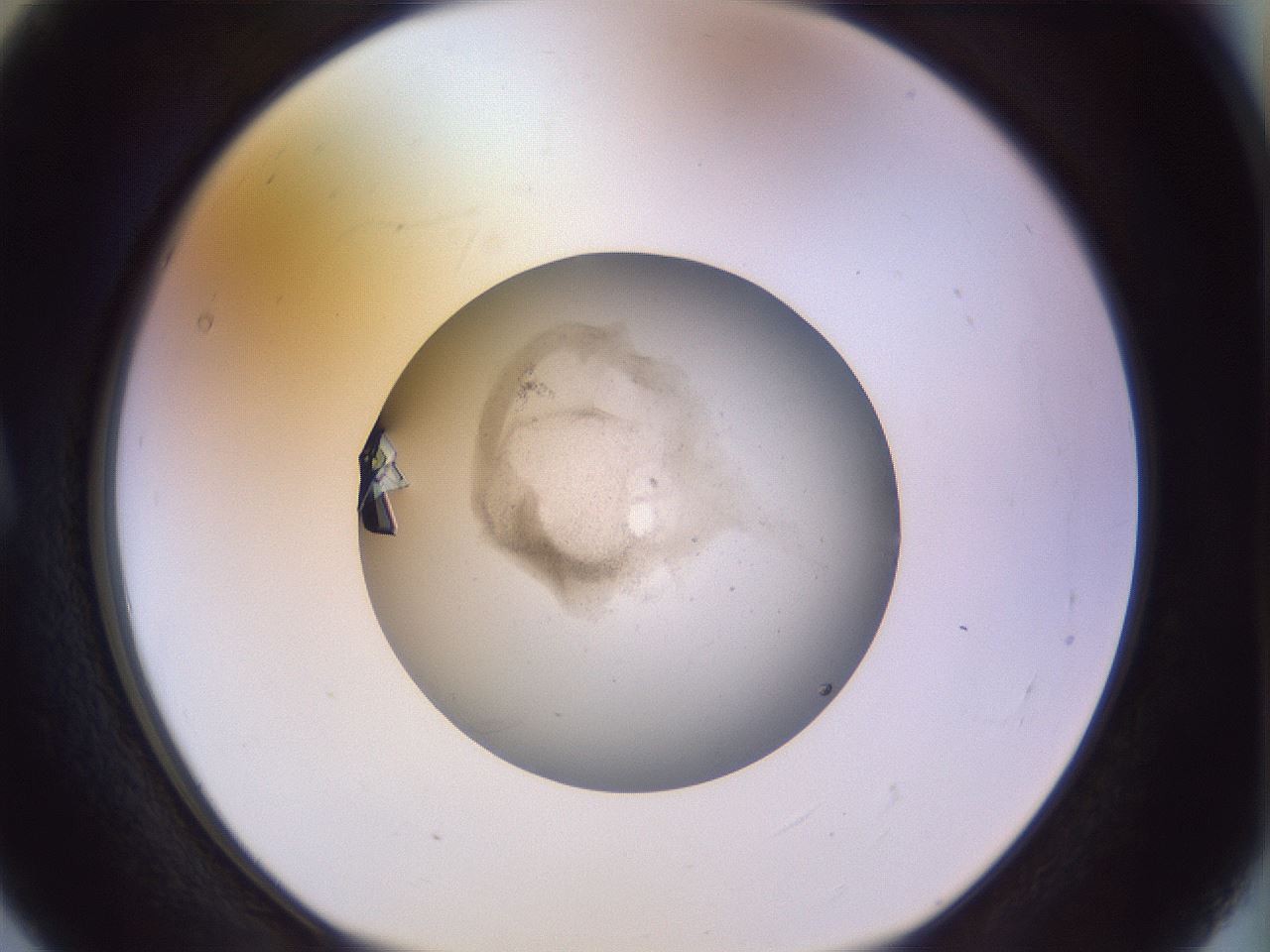 folderID503_plateID1503_batchID6208_wellNum5_profileID1_d1_r95445_ef.jpg