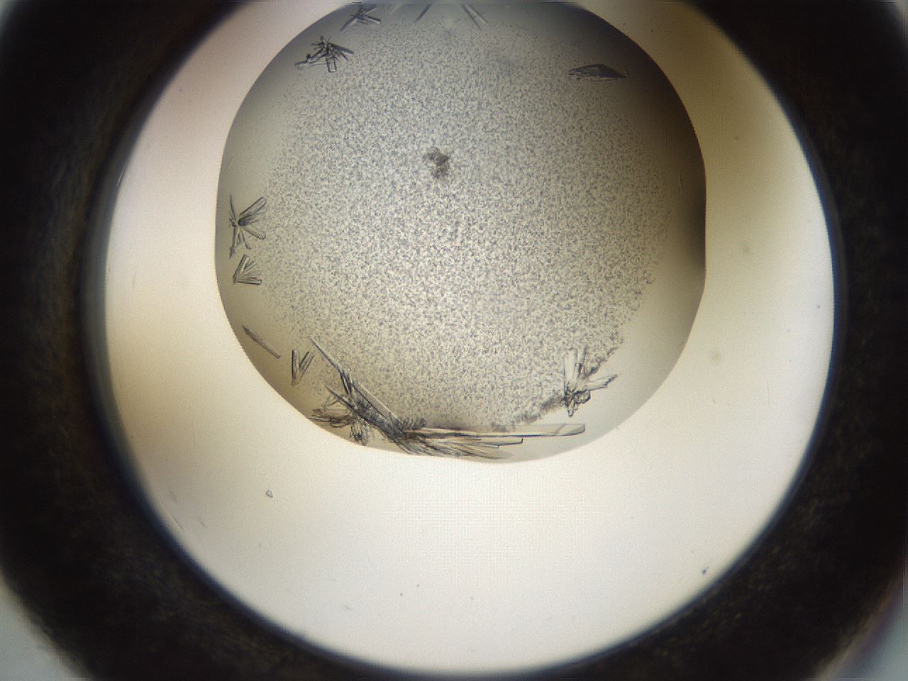 folderID515_plateID1515_batchID5881_wellNum55_profileID1_d2_r96510_ef.jpg