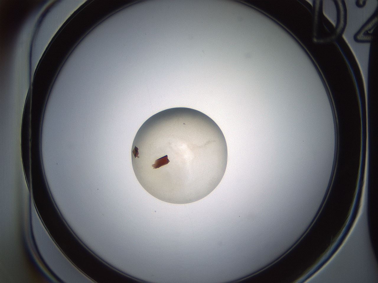 folderID529_plateID1529_batchID6120_wellNum20_profileID1_d1_r98436_ef.jpg