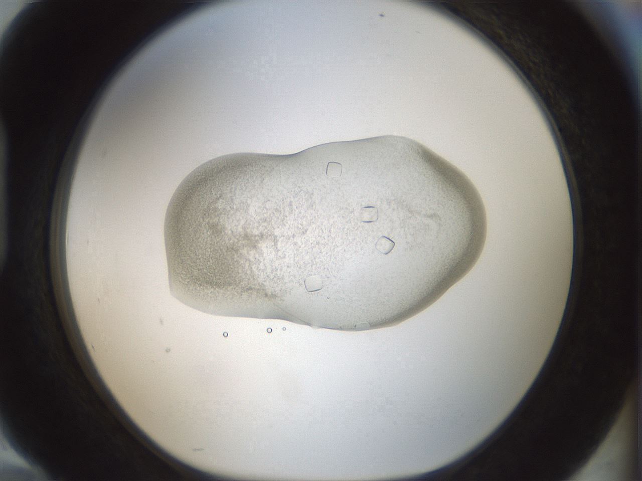folderID102_plateID3102_batchID18817_wellNum94_profileID1_d1_r260358_ef.jpg