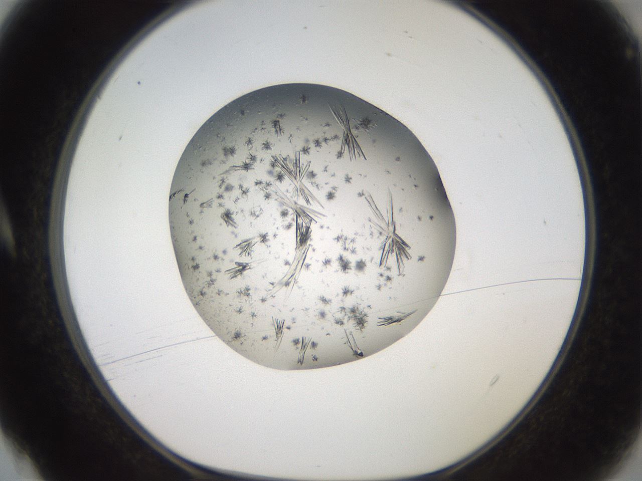 folderID118_plateID3118_batchID17121_wellNum4_profileID1_d1_r265932_ef.jpg