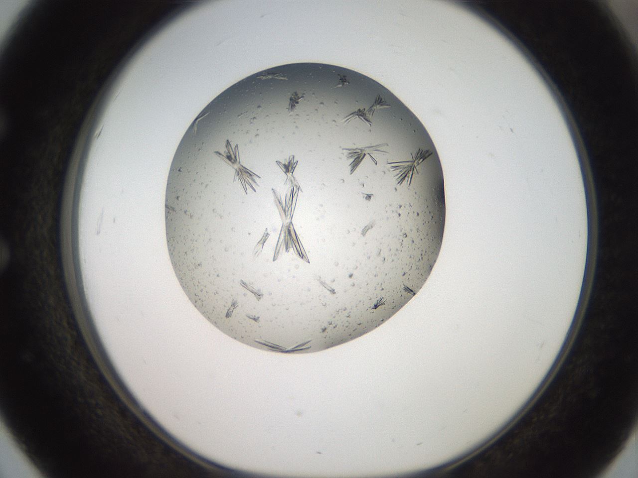 folderID118_plateID3118_batchID17121_wellNum51_profileID1_d1_r265979_ef.jpg