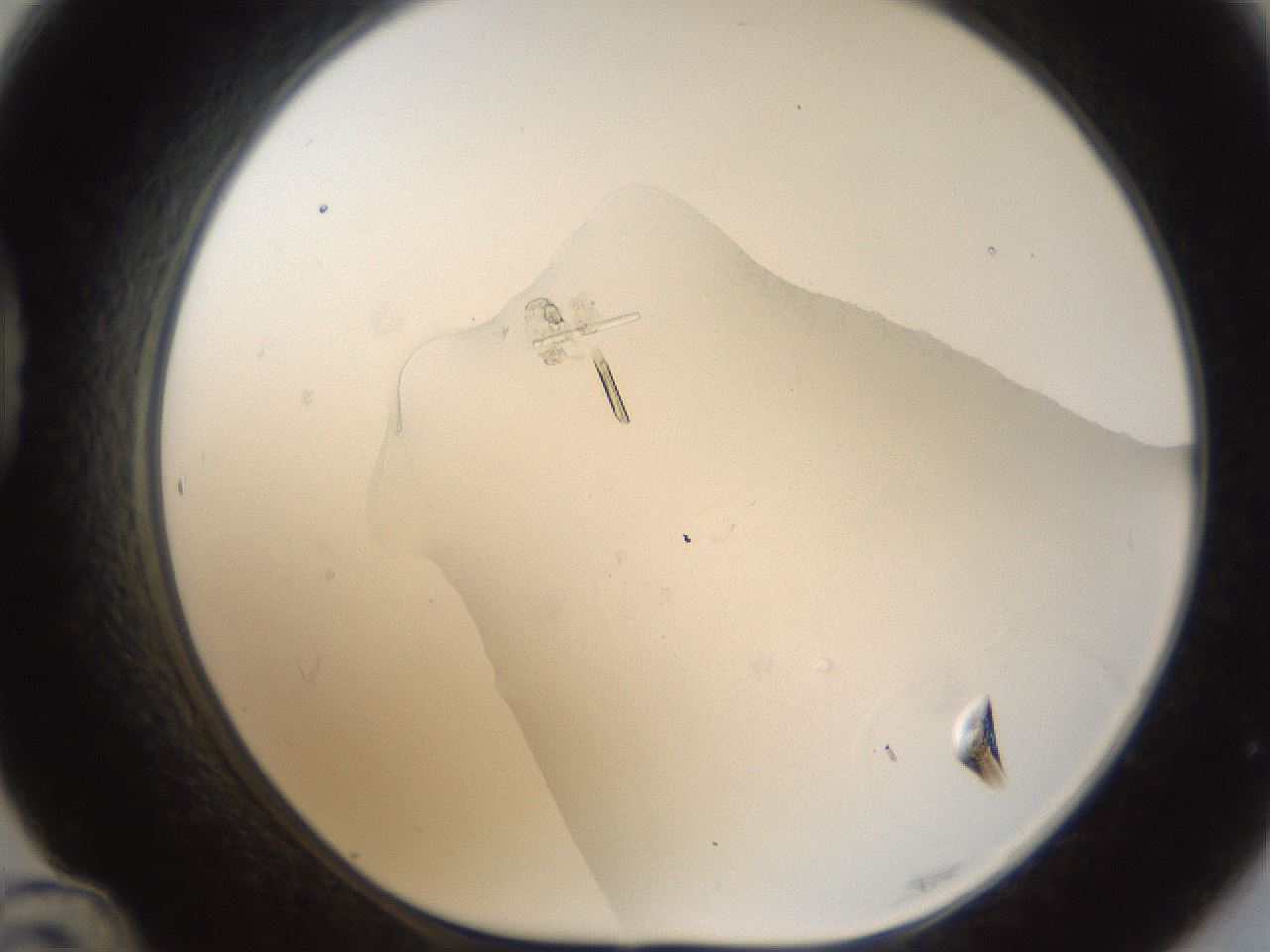 folderID53_plateID1053_batchID2860_wellNum48_profileID1_d1_r47360_ef.jpg