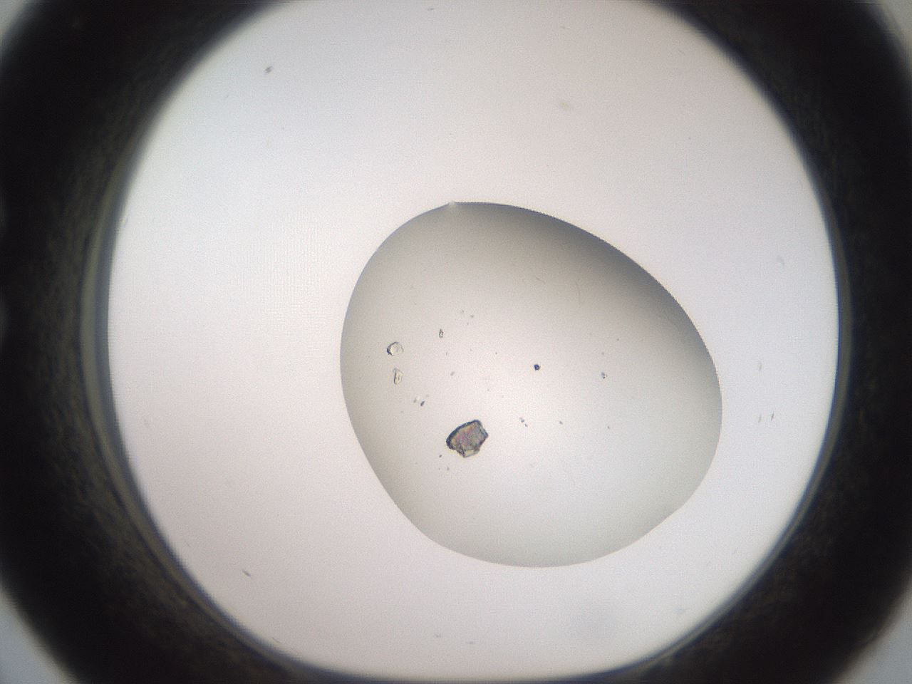 folderID546_plateID3546_batchID20810_wellNum33_profileID1_d1_r317231_ef.jpg
