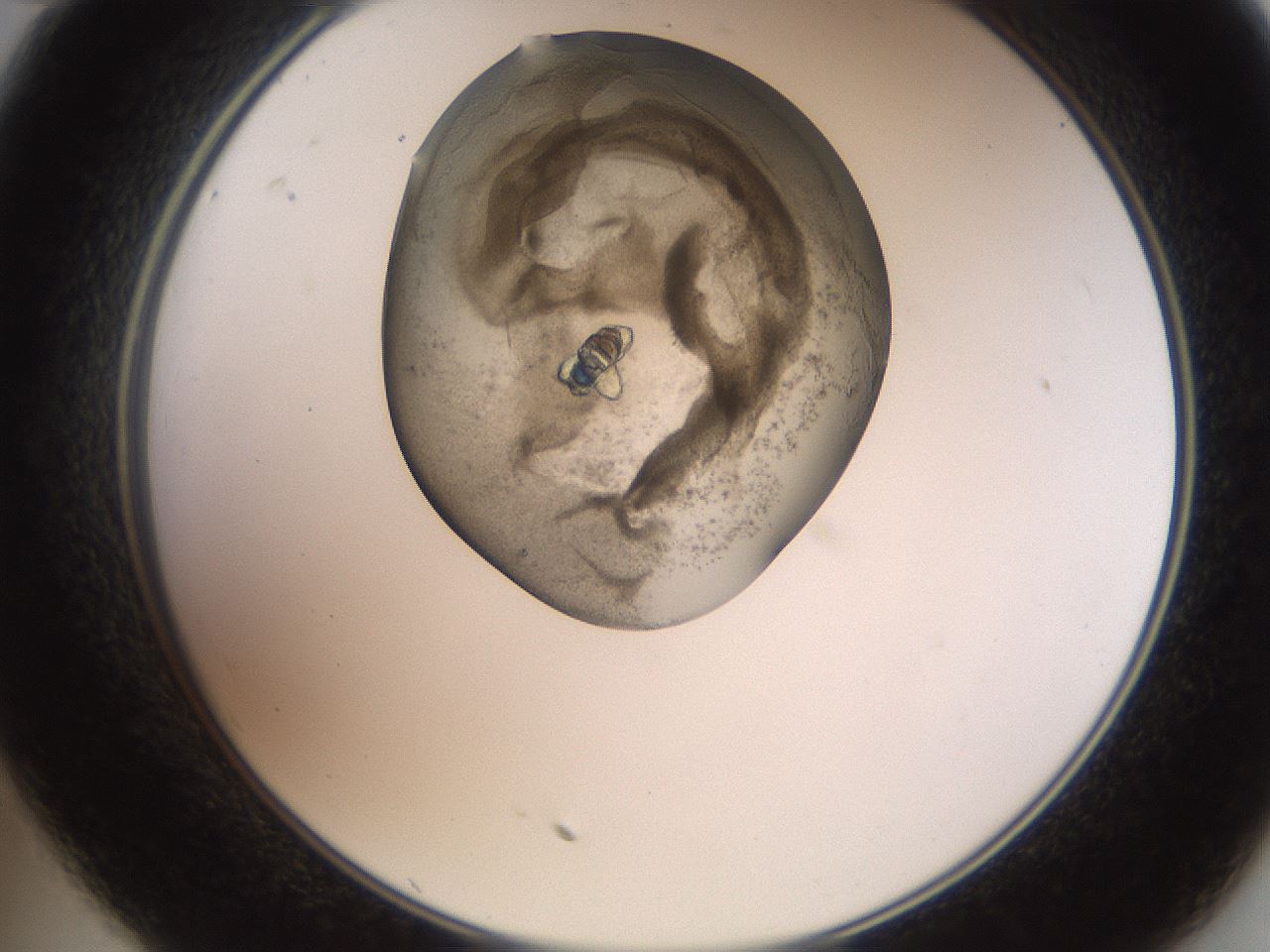 folderID553_plateID2553_batchID12548_wellNum35_profileID1_d2_r194668_ef.jpg