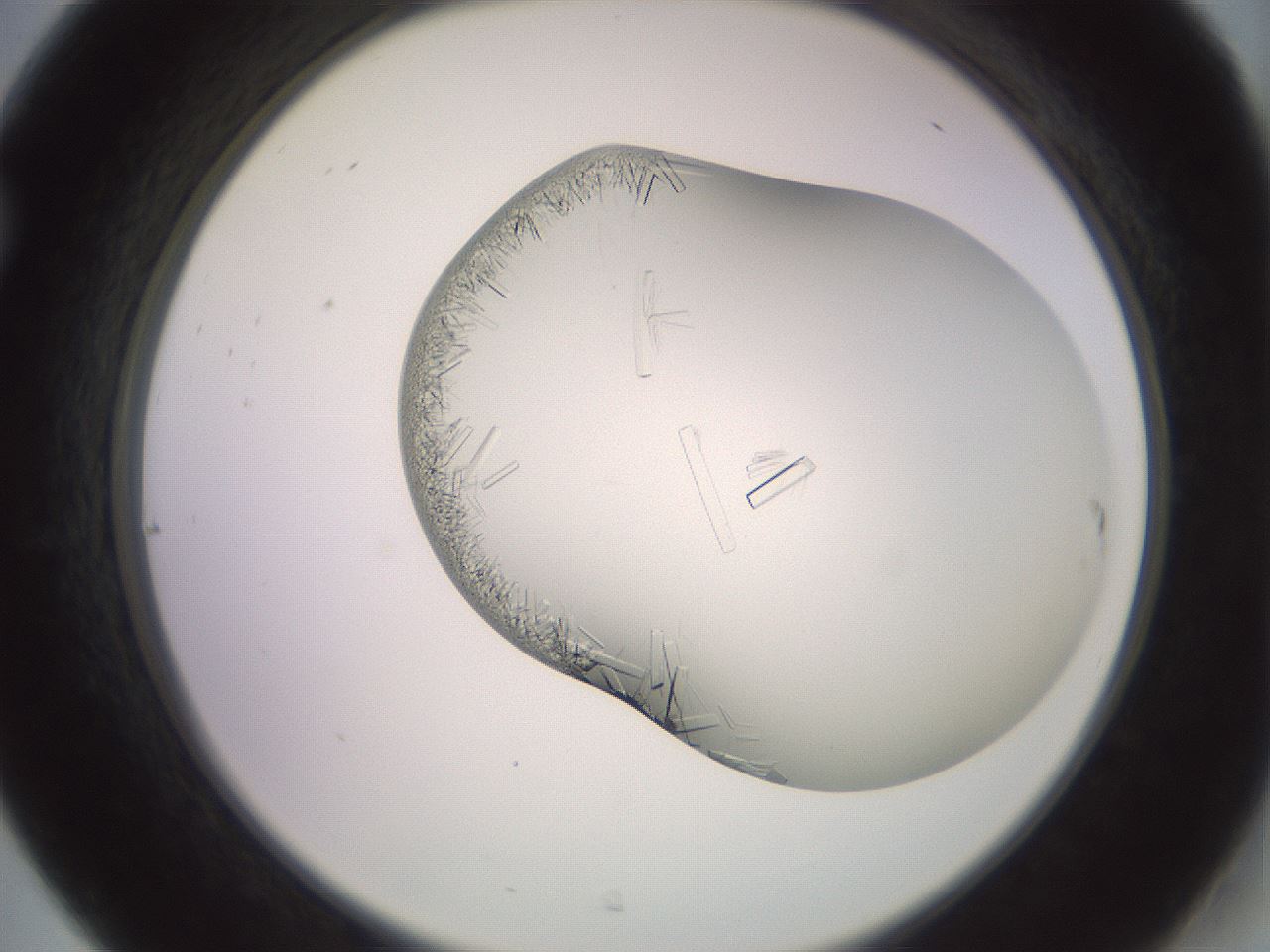 folderID559_plateID2559_batchID13587_wellNum31_profileID1_d2_r196006_ef.jpg