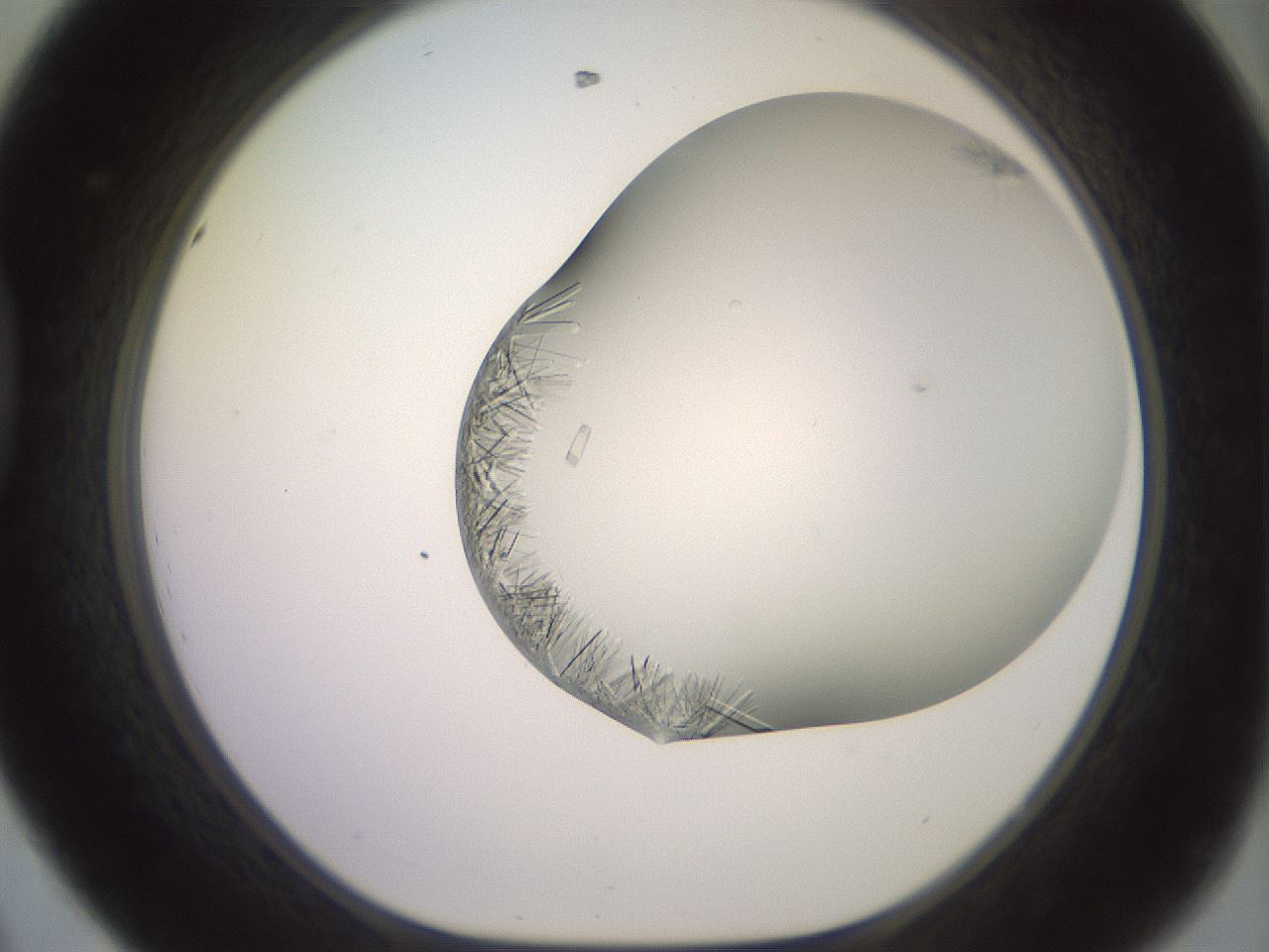 folderID559_plateID2559_batchID13587_wellNum44_profileID1_d1_r196031_ef.jpg