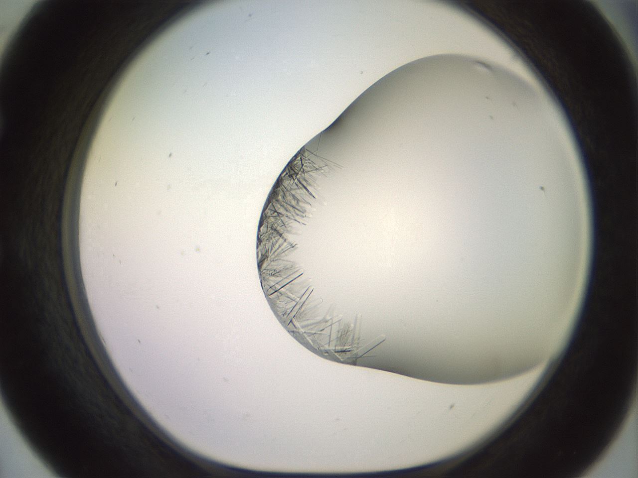 folderID559_plateID2559_batchID13587_wellNum55_profileID1_d1_r196053_ef.jpg