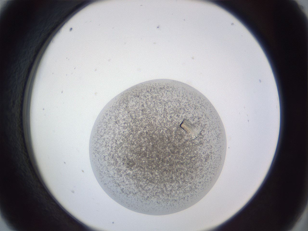 folderID55_plateID1055_batchID2887_wellNum5_profileID1_d2_r47845_ef.jpg