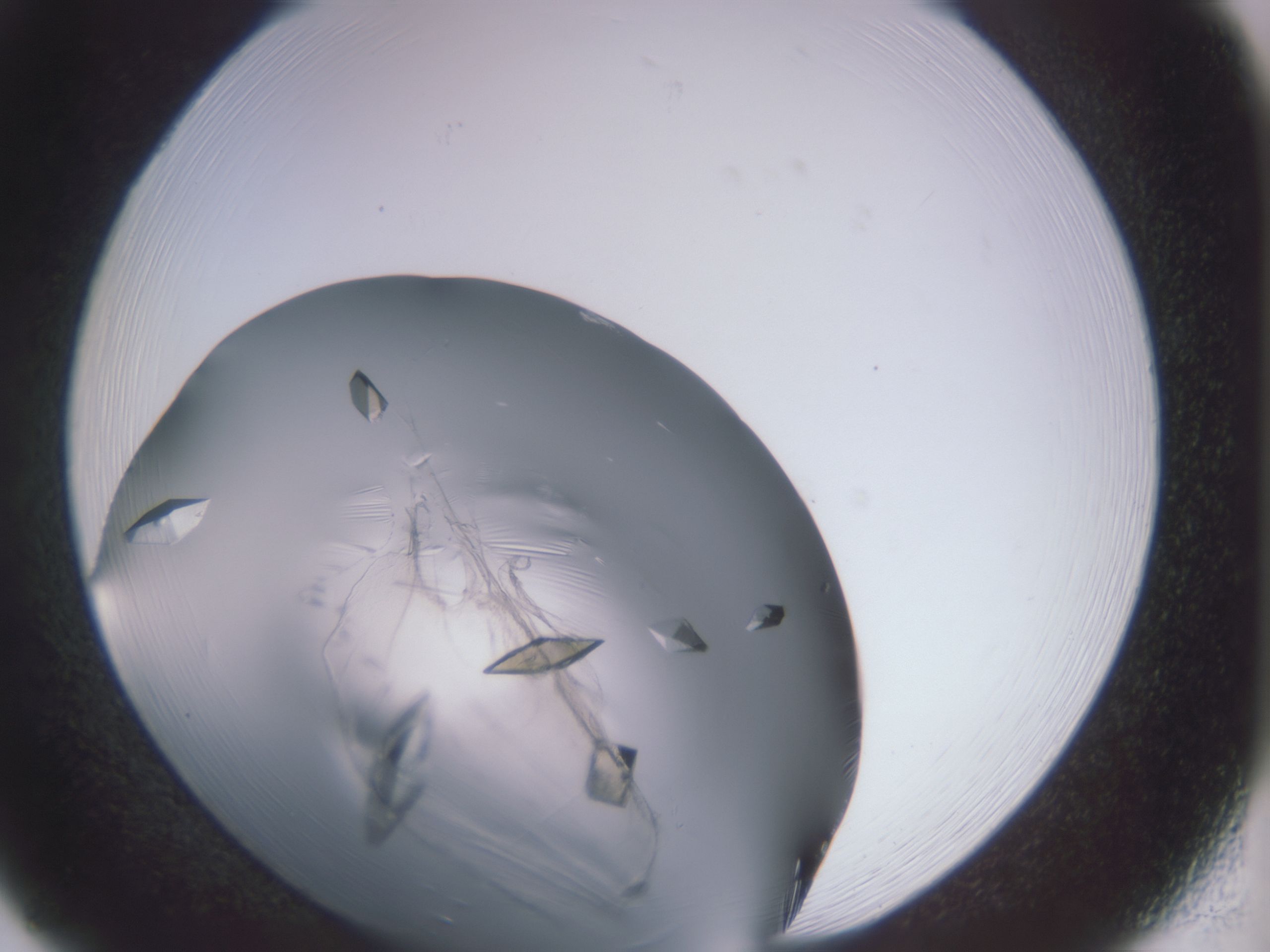 folderID564_plateID564_batchID527_wellNum20_profileID1_d1_r12330_ef.jpg