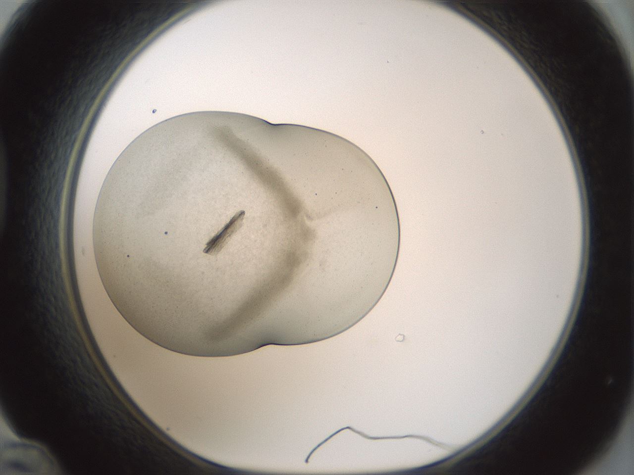 folderID569_plateID1569_batchID6301_wellNum48_profileID1_d1_r102494_ef.jpg