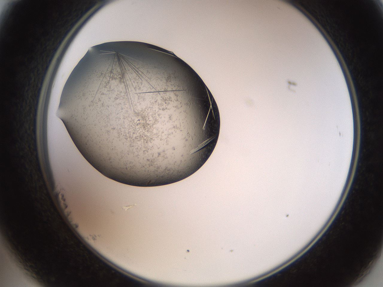 folderID571_plateID2571_batchID12863_wellNum23_profileID1_d2_r196374_ef.jpg