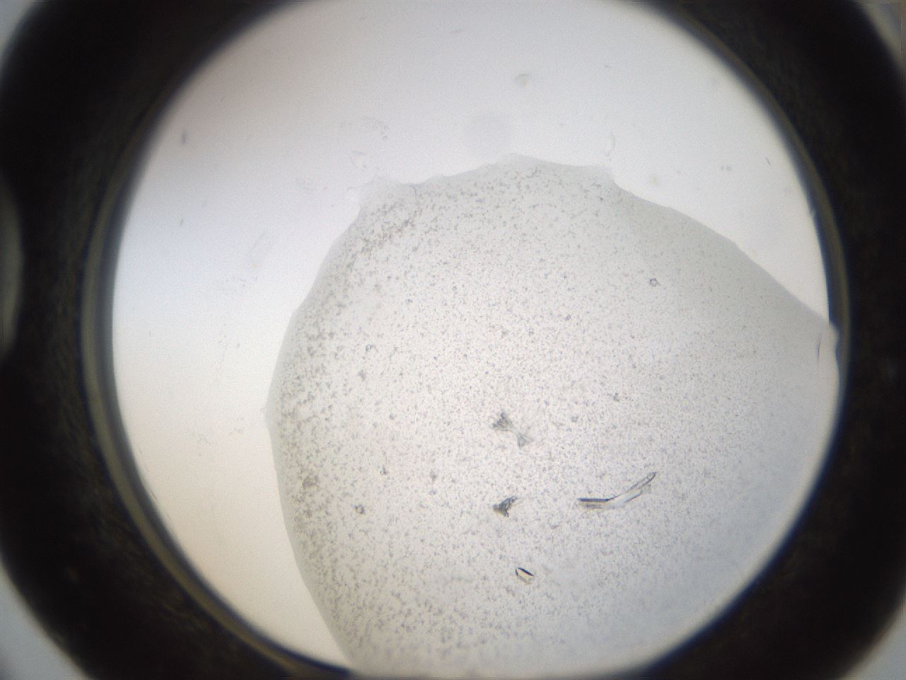 folderID574_plateID1574_batchID6306_wellNum42_profileID1_d1_r103064_ef.jpg