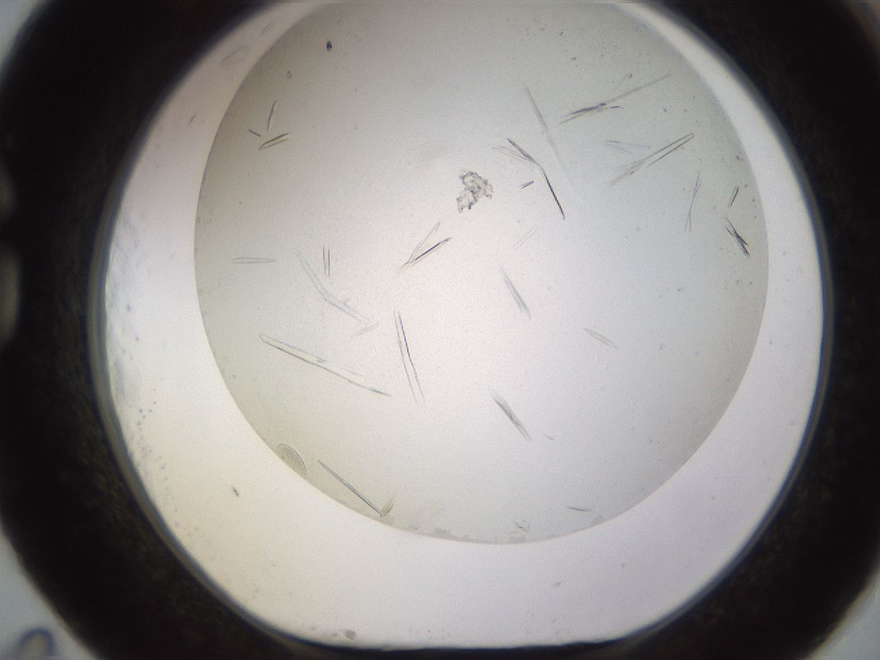 folderID579_plateID1579_batchID6383_wellNum83_profileID1_d1_r103681_ef.jpg