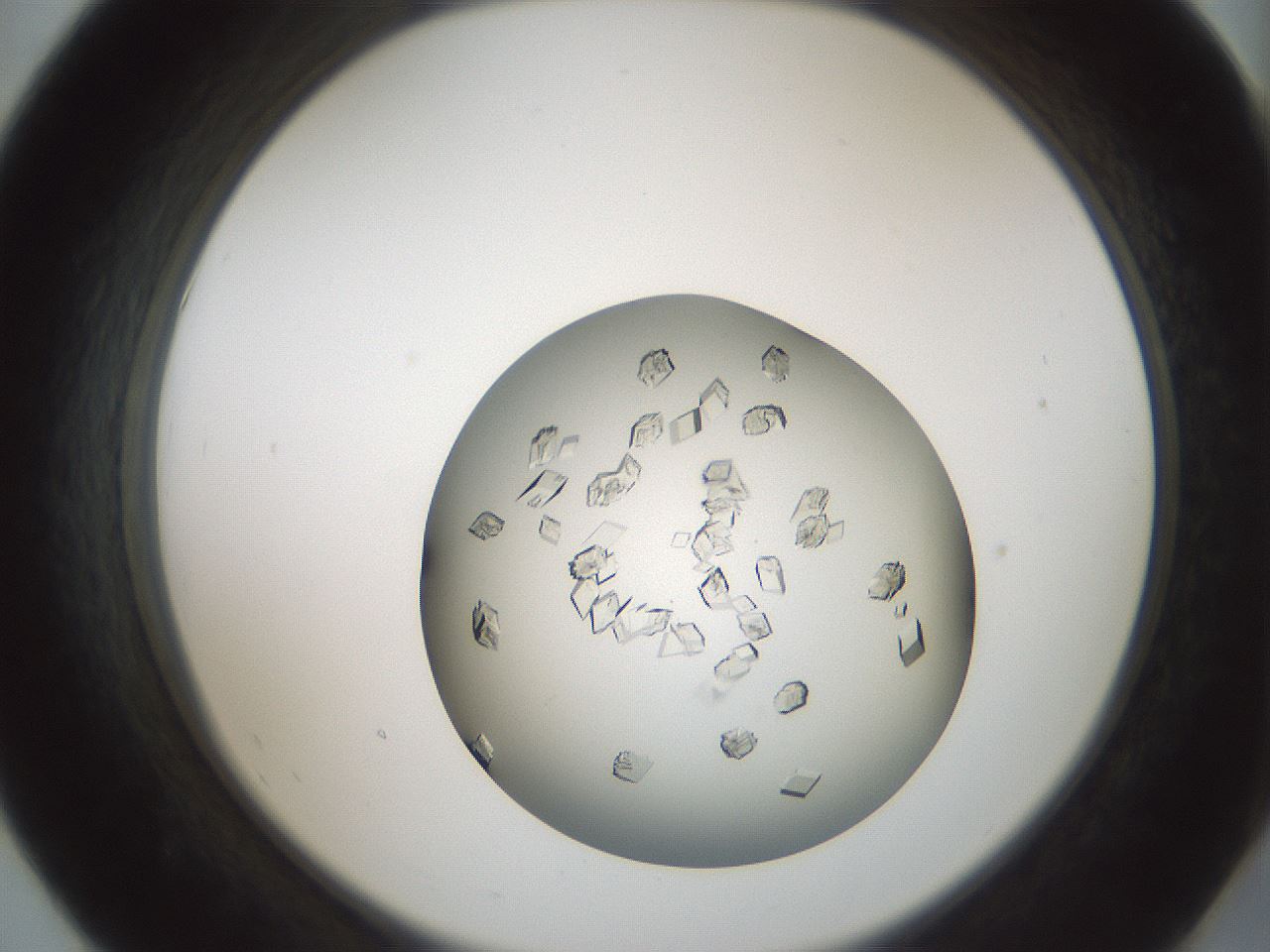 folderID580_plateID1580_batchID6438_wellNum55_profileID1_d2_r104188_ef.jpg