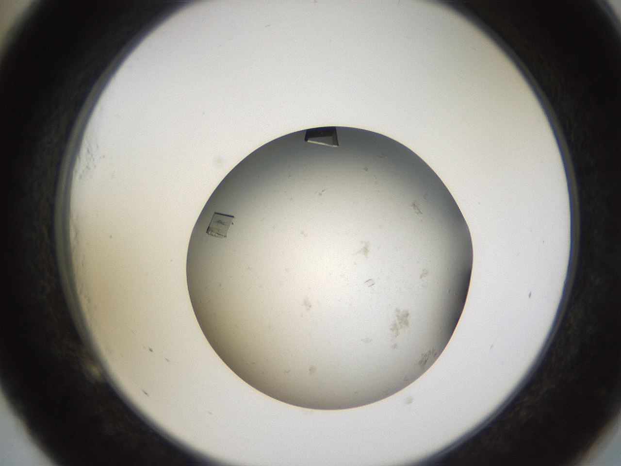 folderID581_plateID1581_batchID6408_wellNum53_profileID1_d2_r103800_ef.jpg