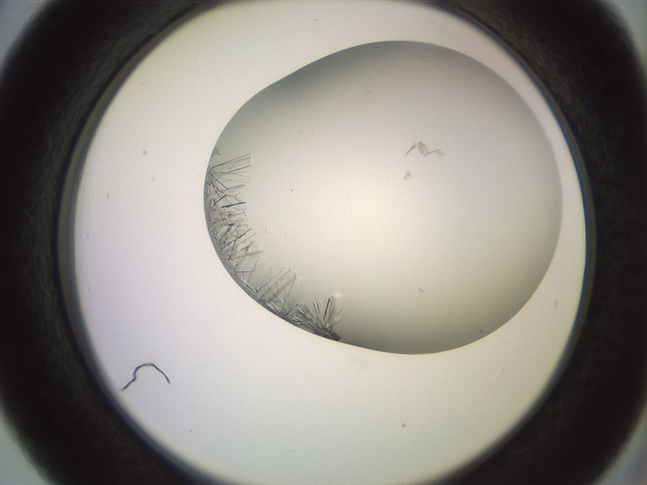 folderID559_plateID2559_batchID13587_wellNum39_profileID1_d2_r196022_ef.jpg