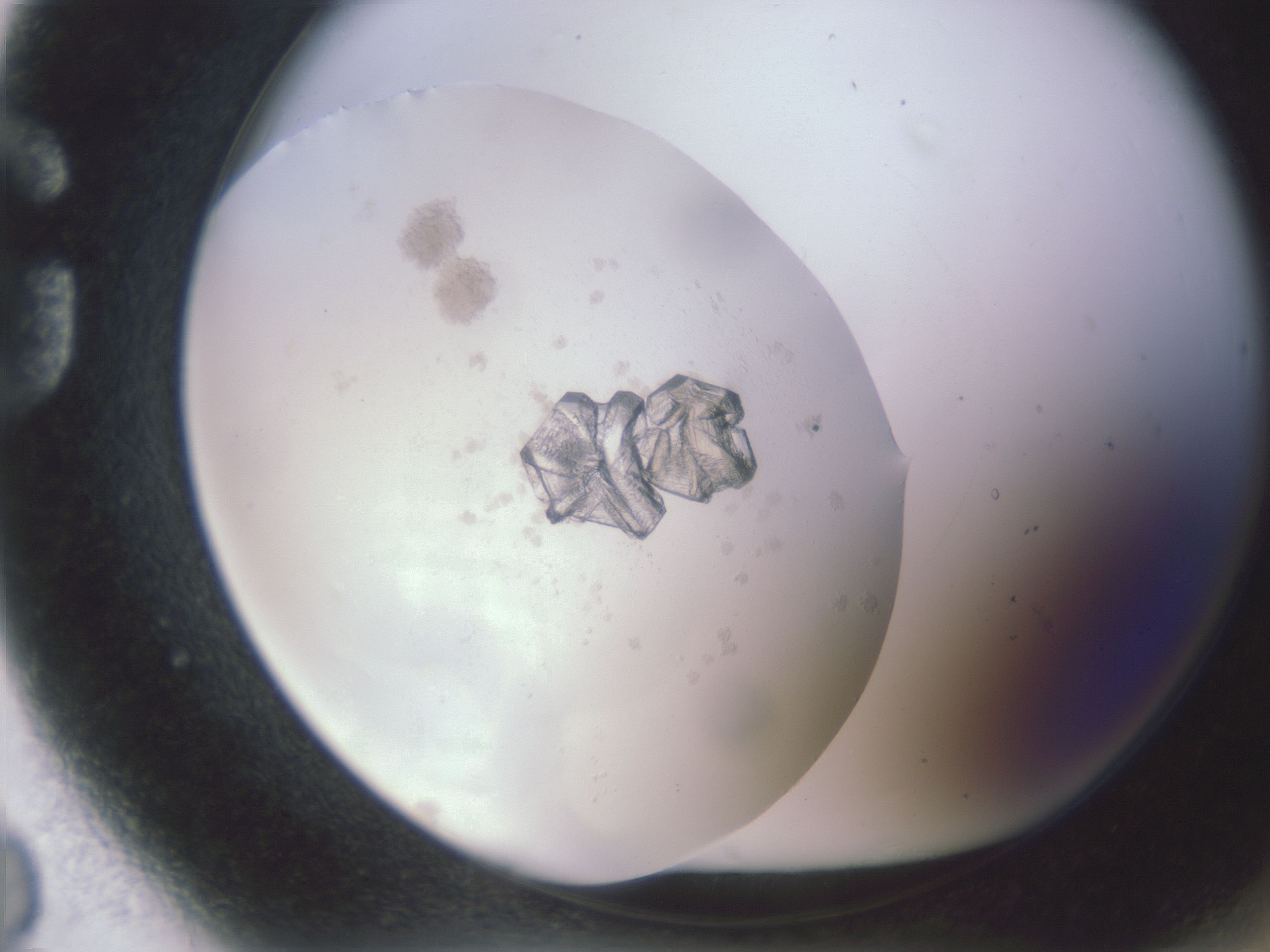 folderID598_plateID598_batchID8121_wellNum80_profileID1_d1_r13130_ef.jpg