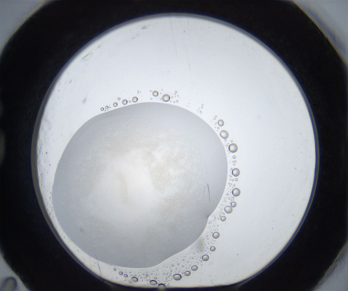 folderID600_plateID3600_batchID21245_wellNum83_profileID1_d1_r321285_ef.jpg