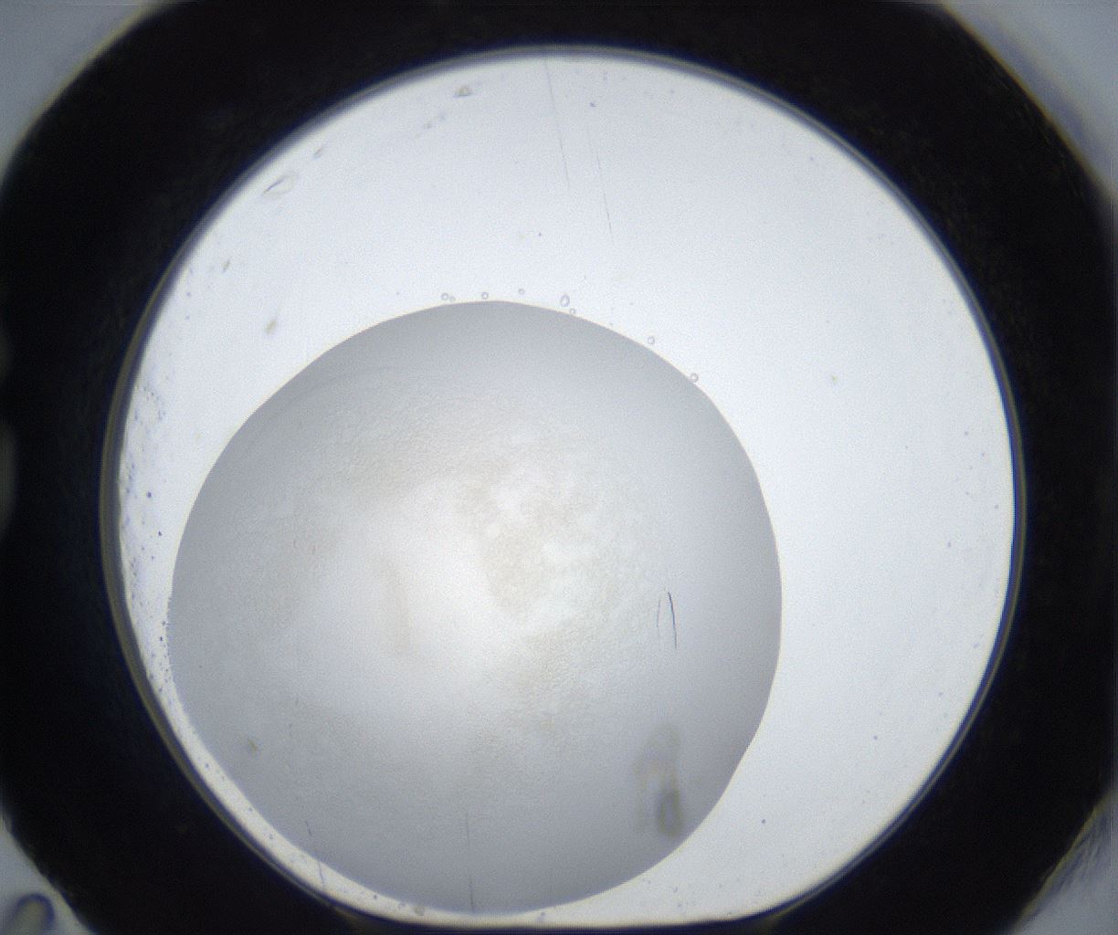 folderID600_plateID3600_batchID21633_wellNum83_profileID1_d1_r321285_ef.jpg