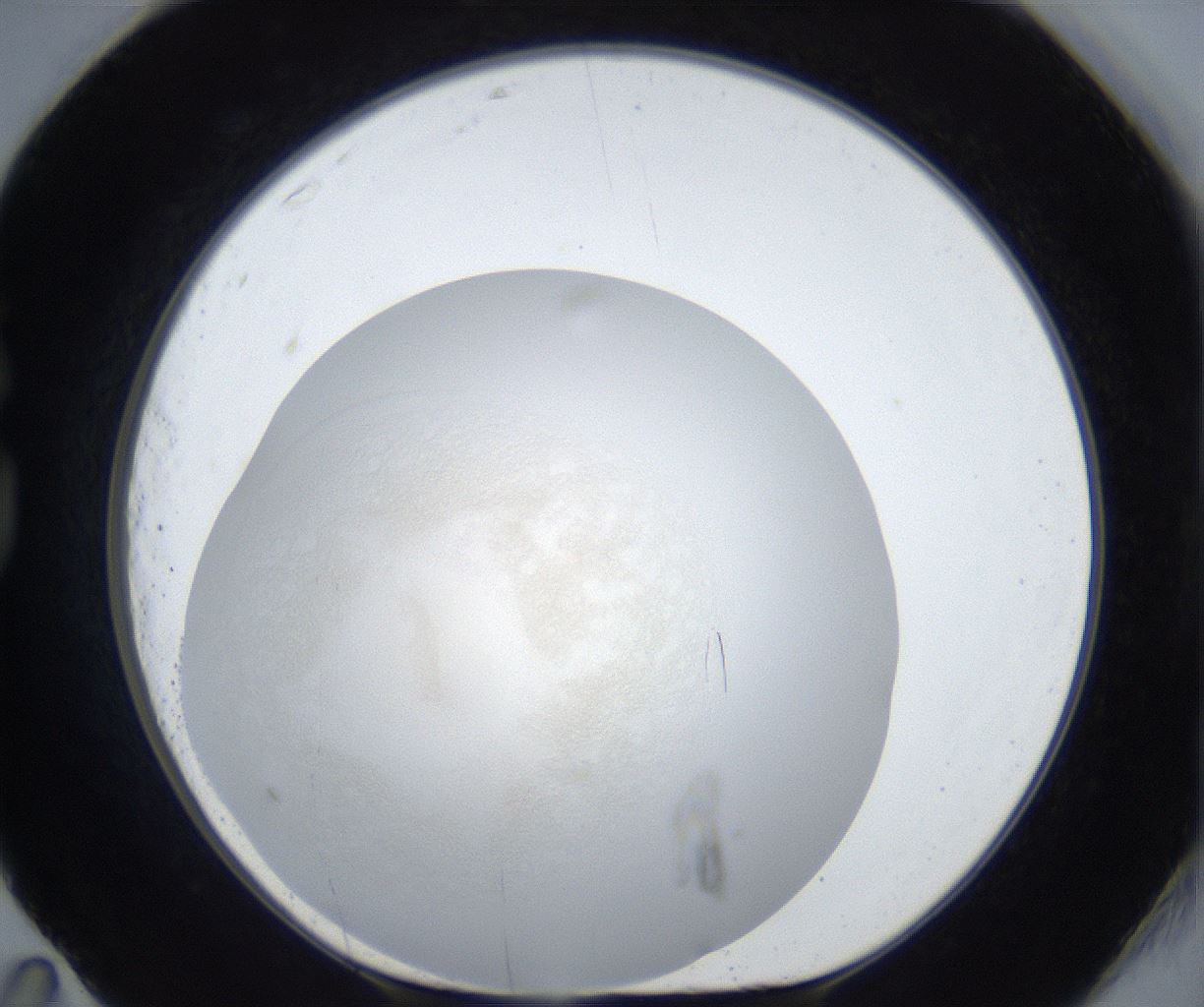 folderID600_plateID3600_batchID22050_wellNum83_profileID1_d1_r321285_ef.jpg