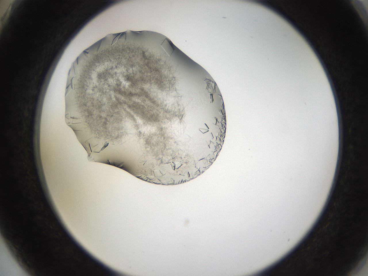 folderID634_plateID2634_batchID12952_wellNum75_profileID1_d2_r209535_ef.jpg