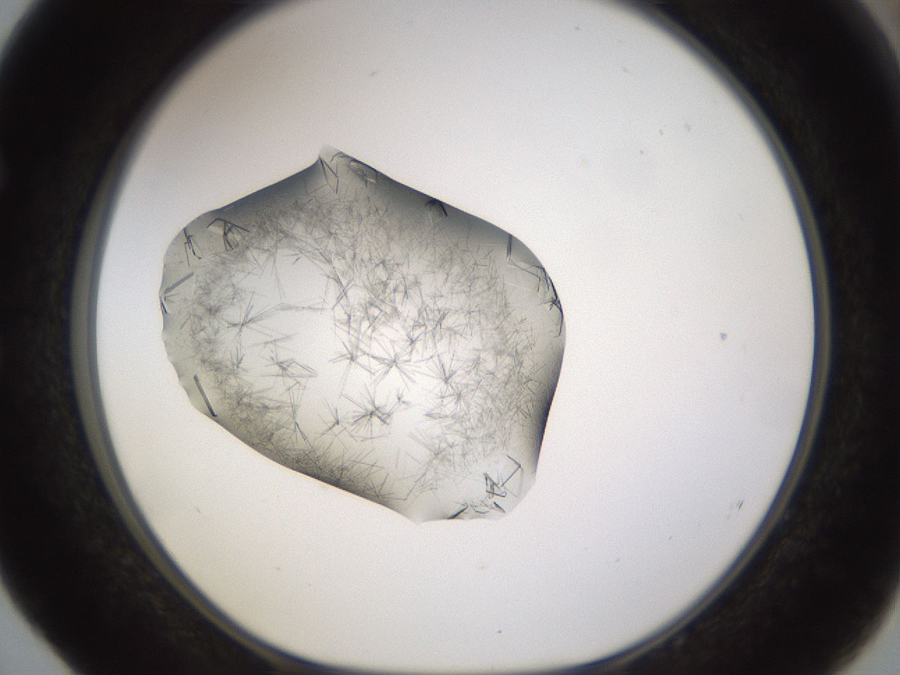 folderID635_plateID2635_batchID12873_wellNum52_profileID1_d1_r210640_ef.jpg