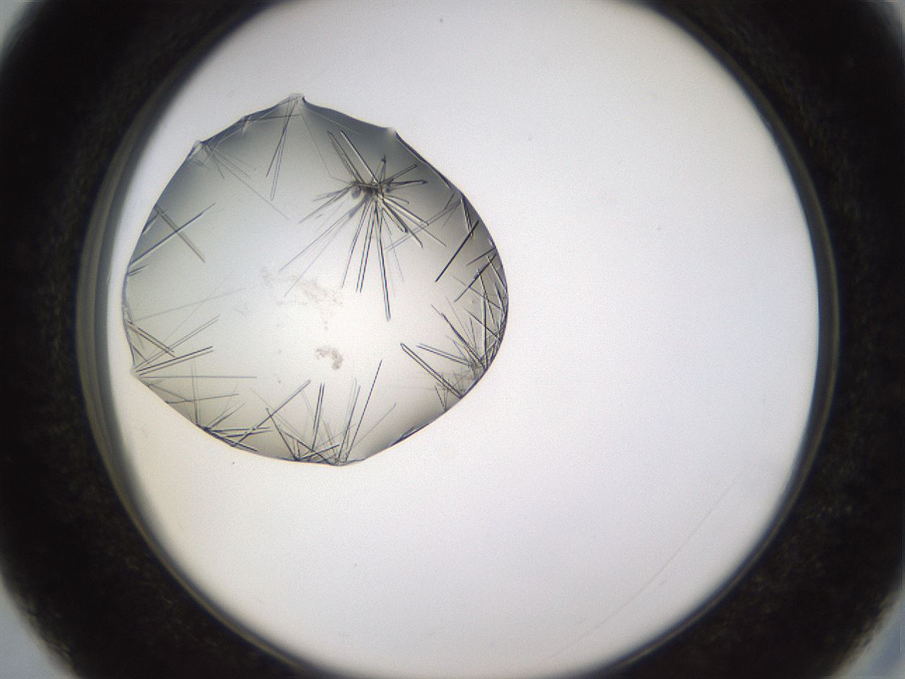 folderID635_plateID2635_batchID13154_wellNum27_profileID1_d2_r210591_ef.jpg