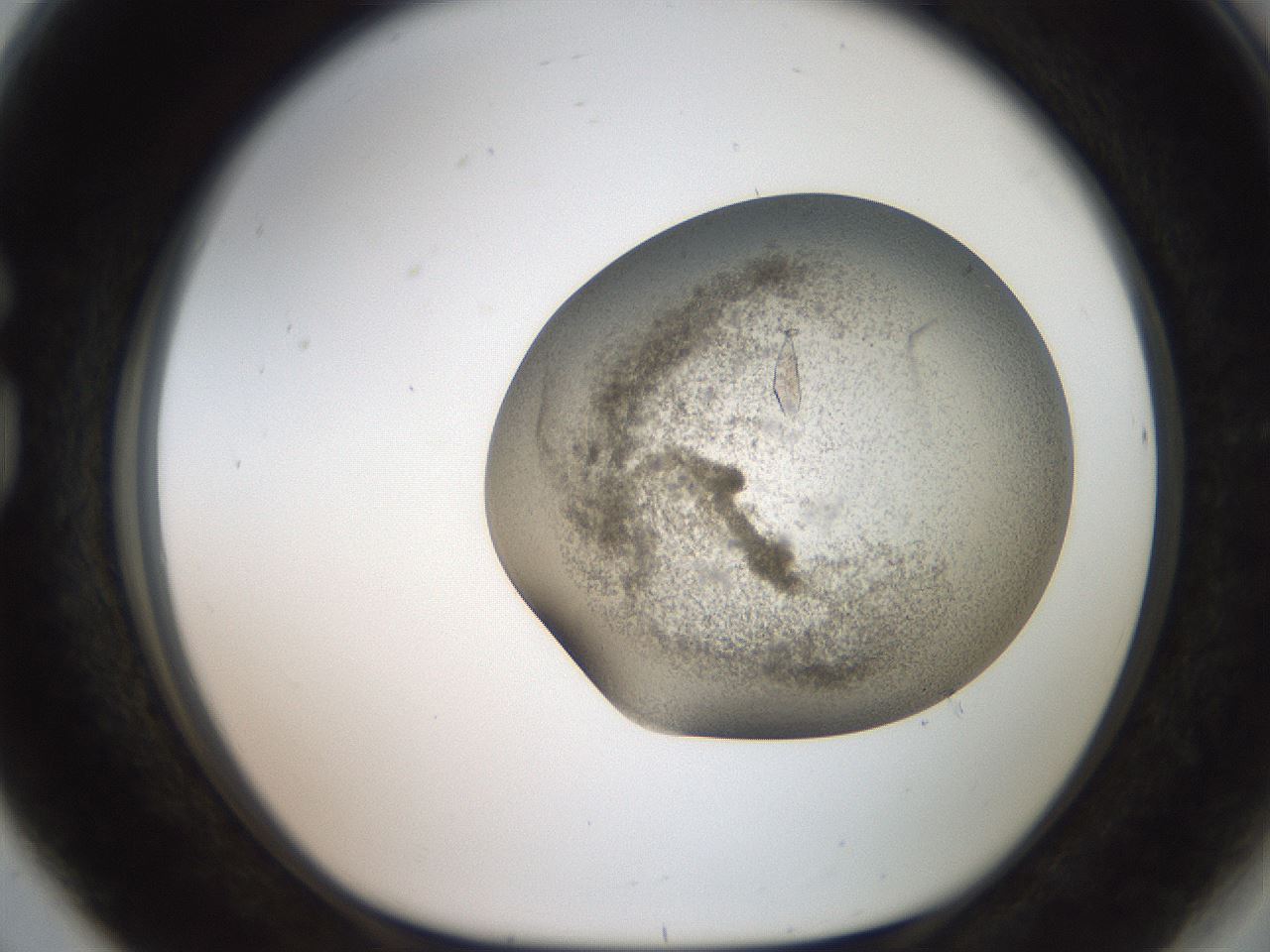 folderID647_plateID3647_batchID22277_wellNum80_profileID1_d1_r324160_ef.jpg