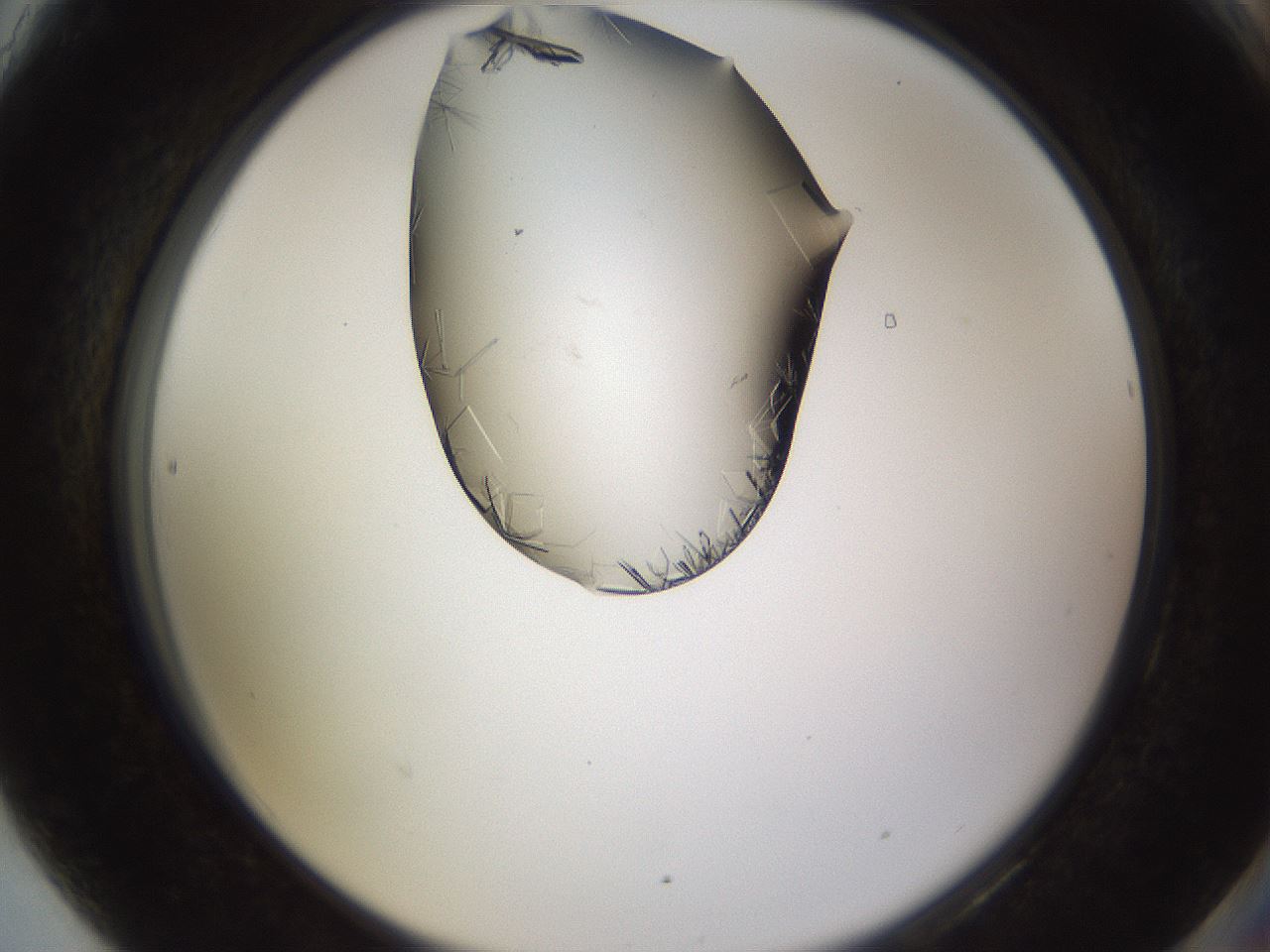 folderID648_plateID2648_batchID13055_wellNum90_profileID1_d2_r210909_ef.jpg