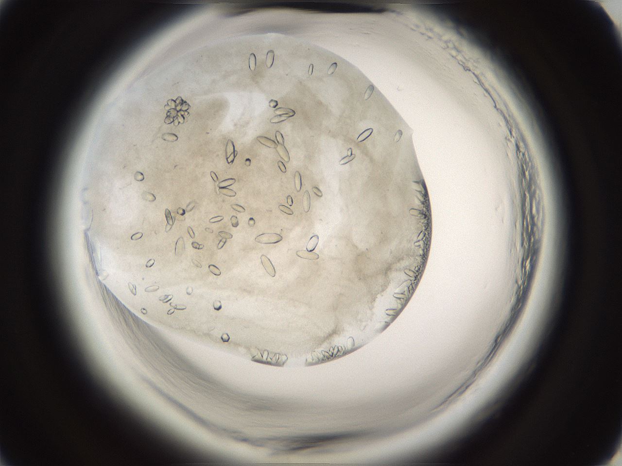 folderID661_plateID1661_batchID6937_wellNum15_profileID1_d2_r110454_ef.jpg
