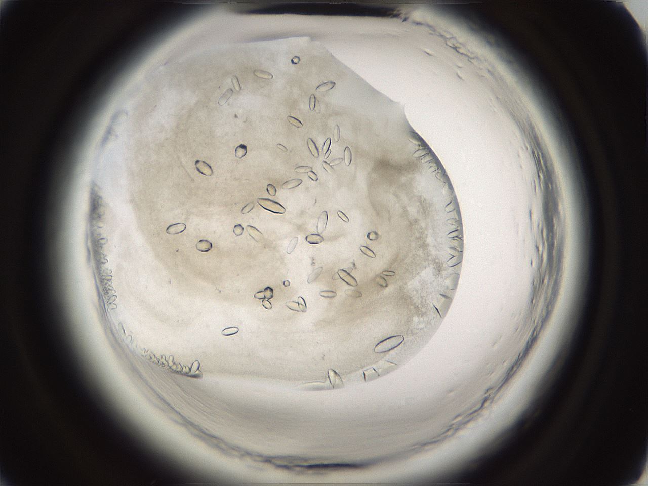 folderID661_plateID1661_batchID6941_wellNum27_profileID1_d2_r110481_ef.jpg