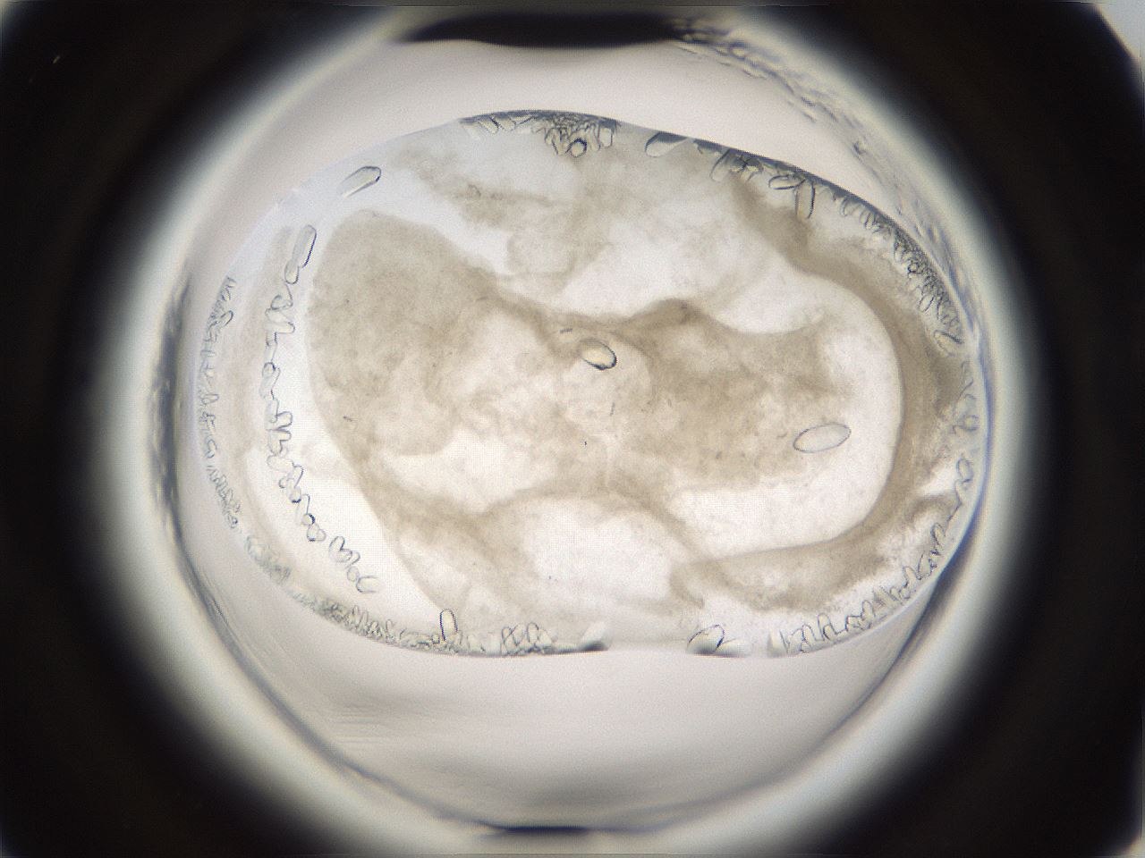 folderID661_plateID1661_batchID7020_wellNum78_profileID1_d2_r110598_ef.jpg