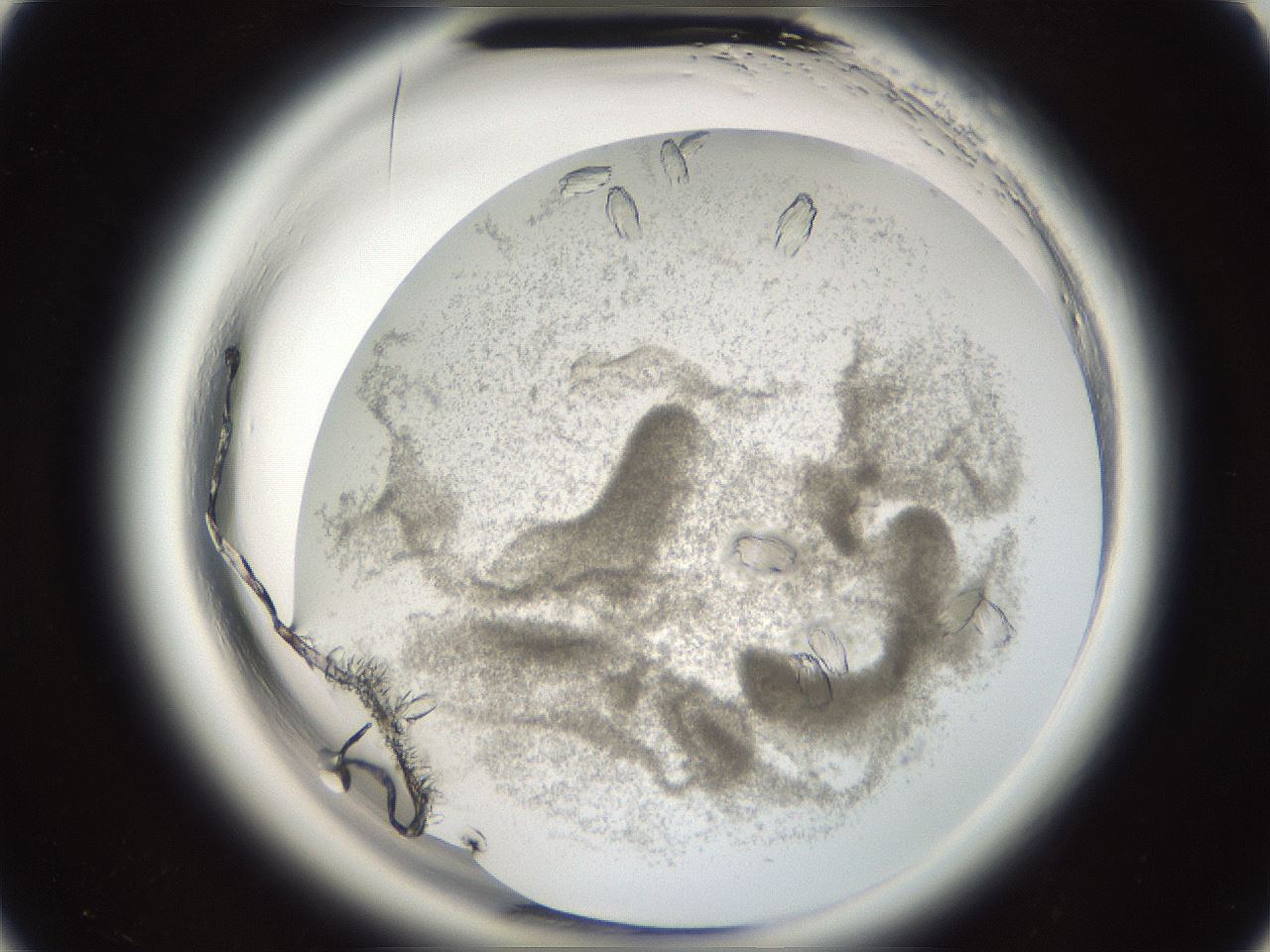 folderID665_plateID1665_batchID6974_wellNum10_profileID1_d3_r110744_ef.jpg