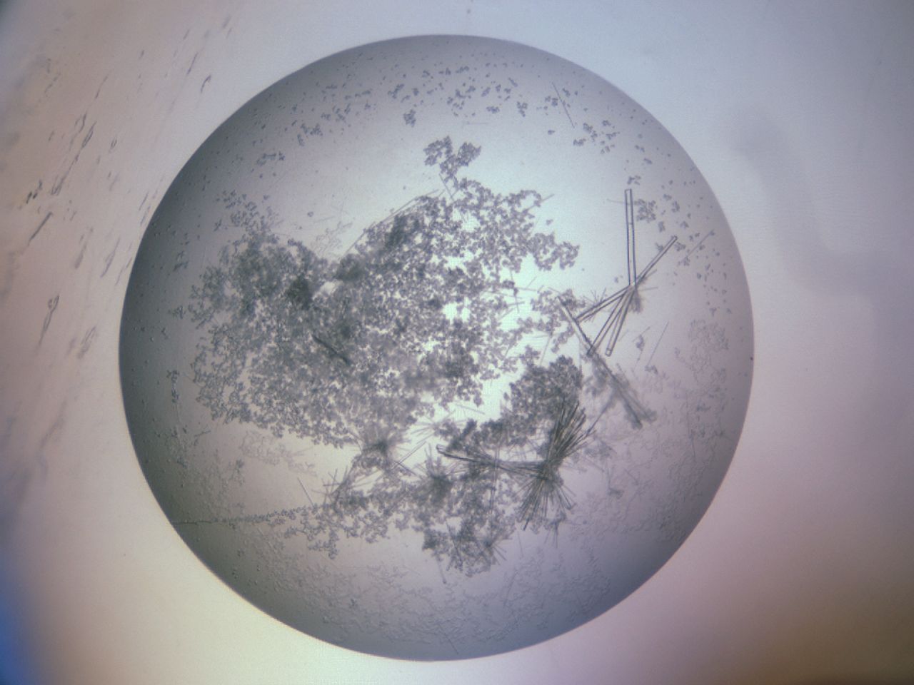 folderID668_plateID668_batchID821_wellNum46_profileID1_d1_r15769_ef.jpg