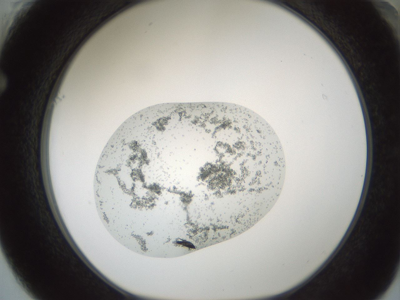 folderID689_plateID2689_batchID13649_wellNum61_profileID1_d1_r217695_ef.jpg