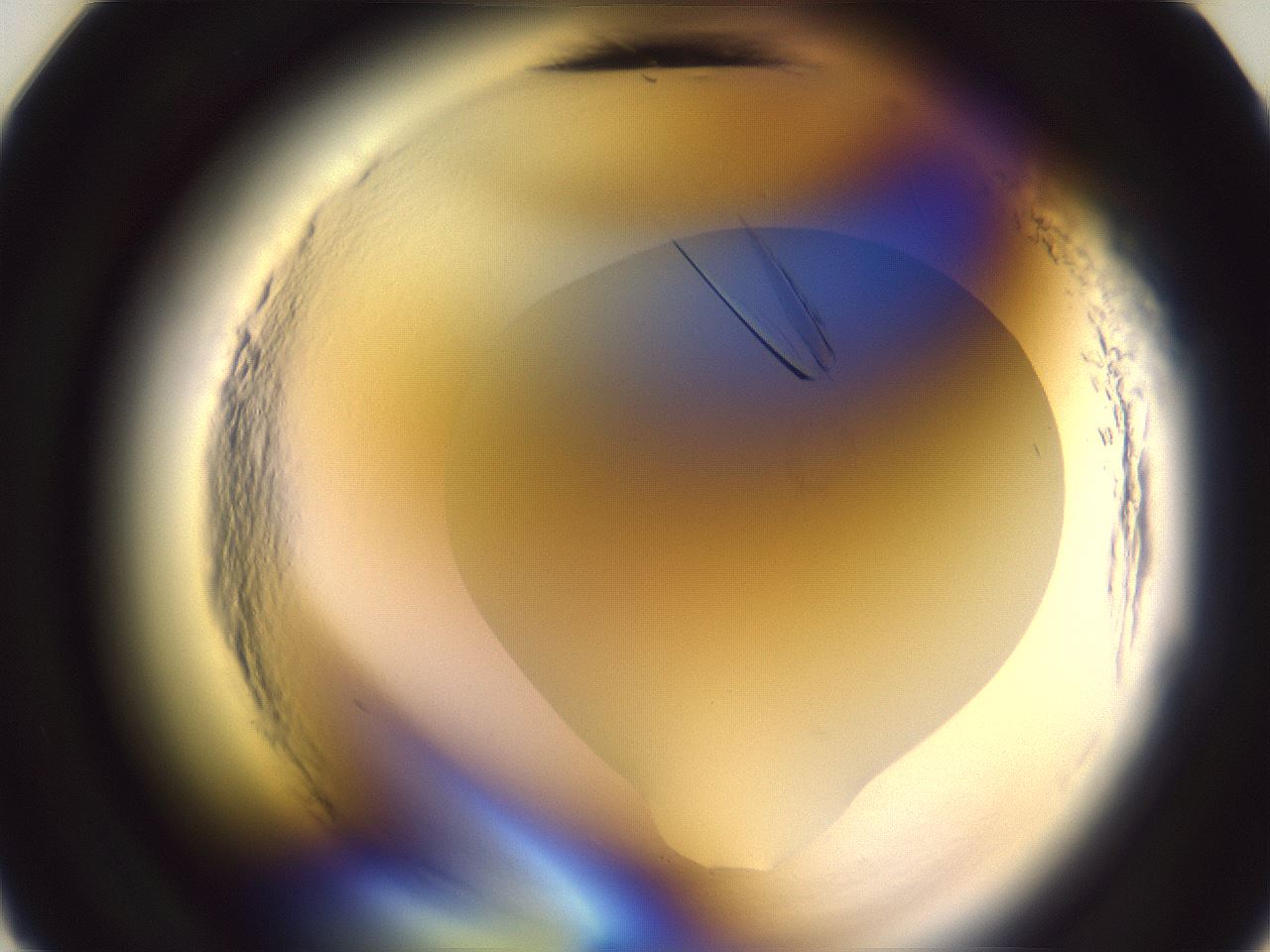 folderID607_plateID2607_batchID13451_wellNum11_profileID1_d2_r204521_ef.jpg