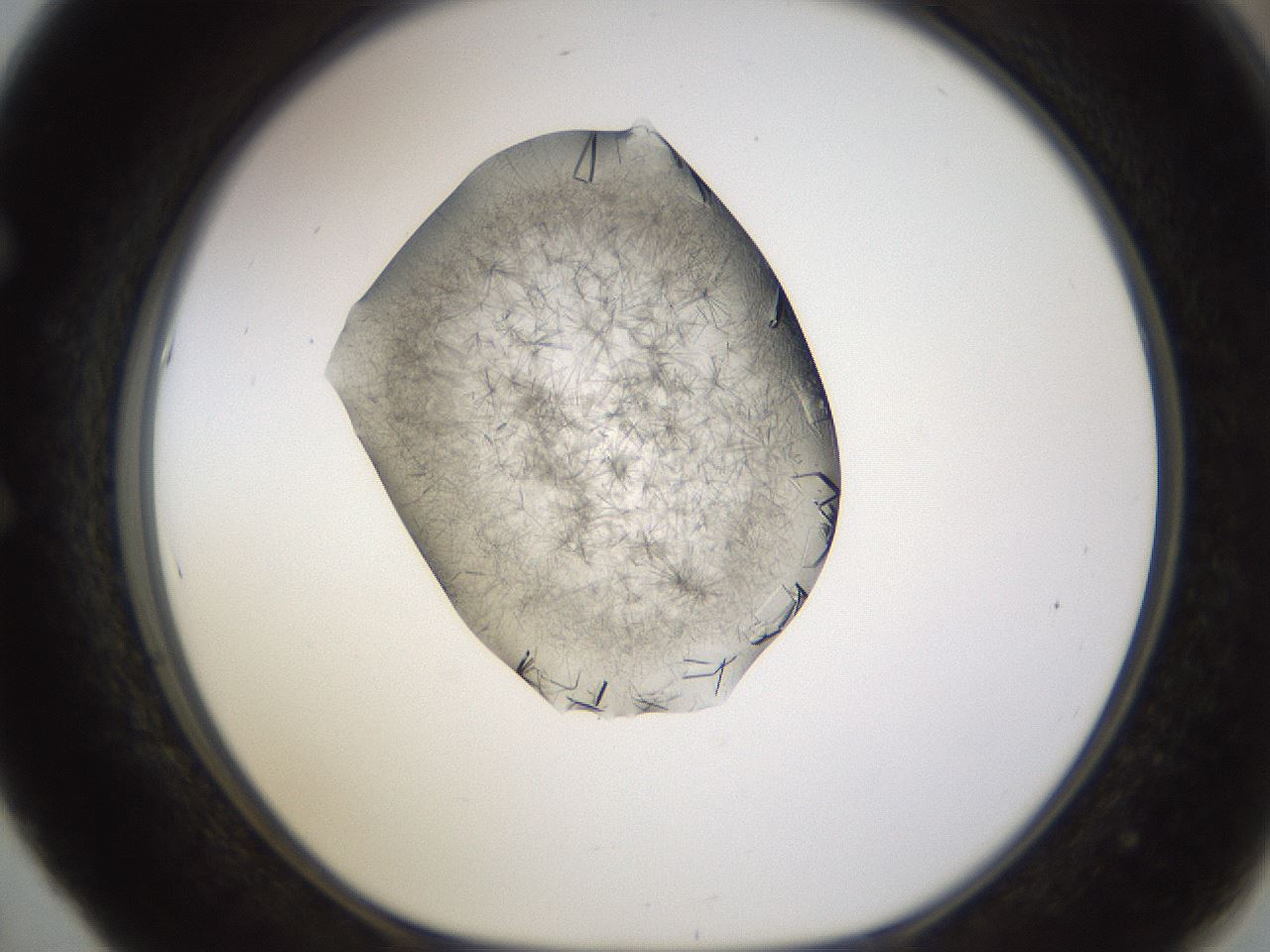 folderID635_plateID2635_batchID13133_wellNum53_profileID1_d1_r210642_ef.jpg