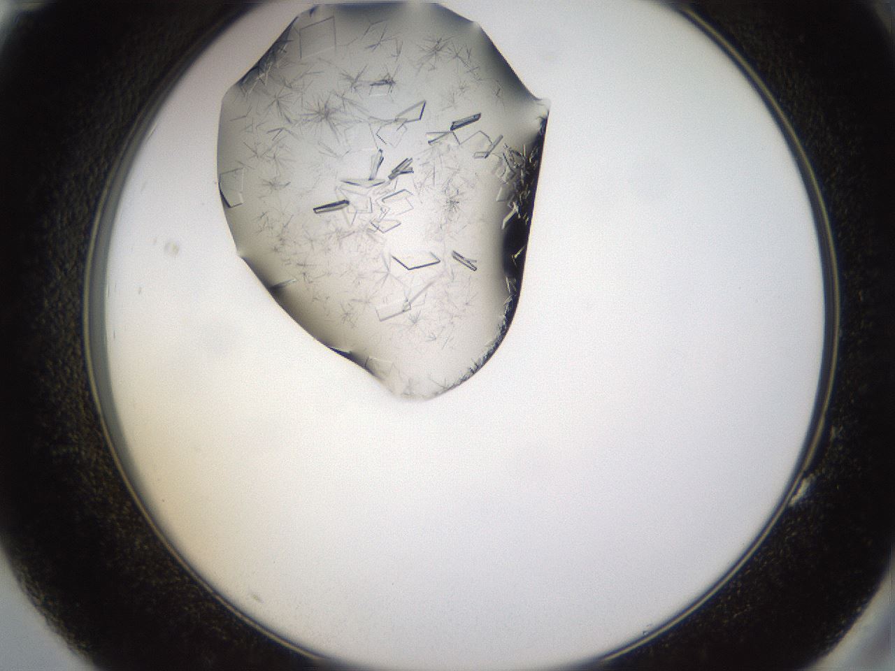 folderID648_plateID2648_batchID13034_wellNum83_profileID1_d2_r210895_ef.jpg