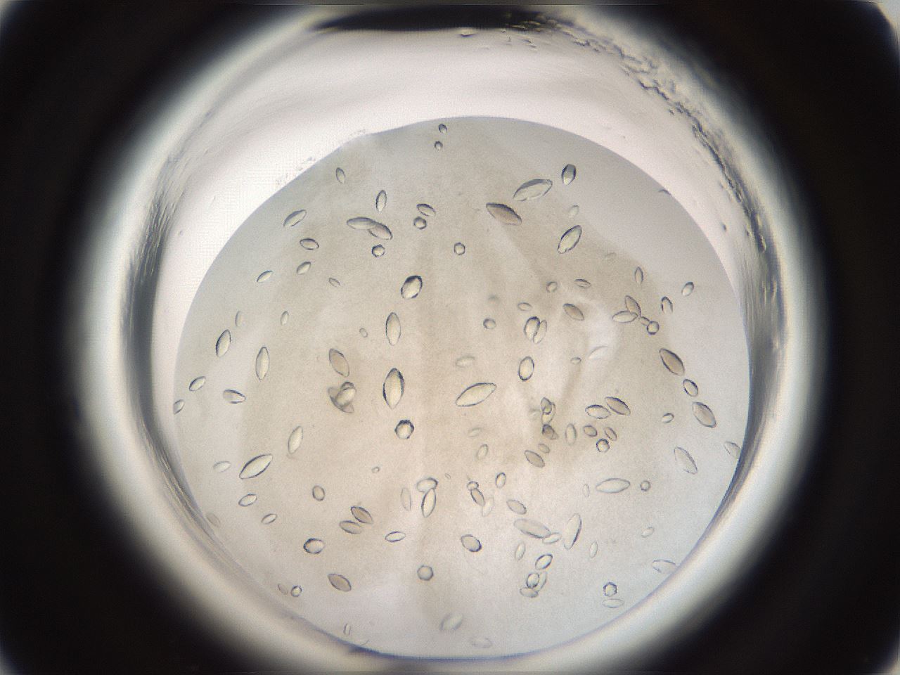 folderID696_plateID1696_batchID6997_wellNum21_profileID1_d2_r112600_ef.jpg