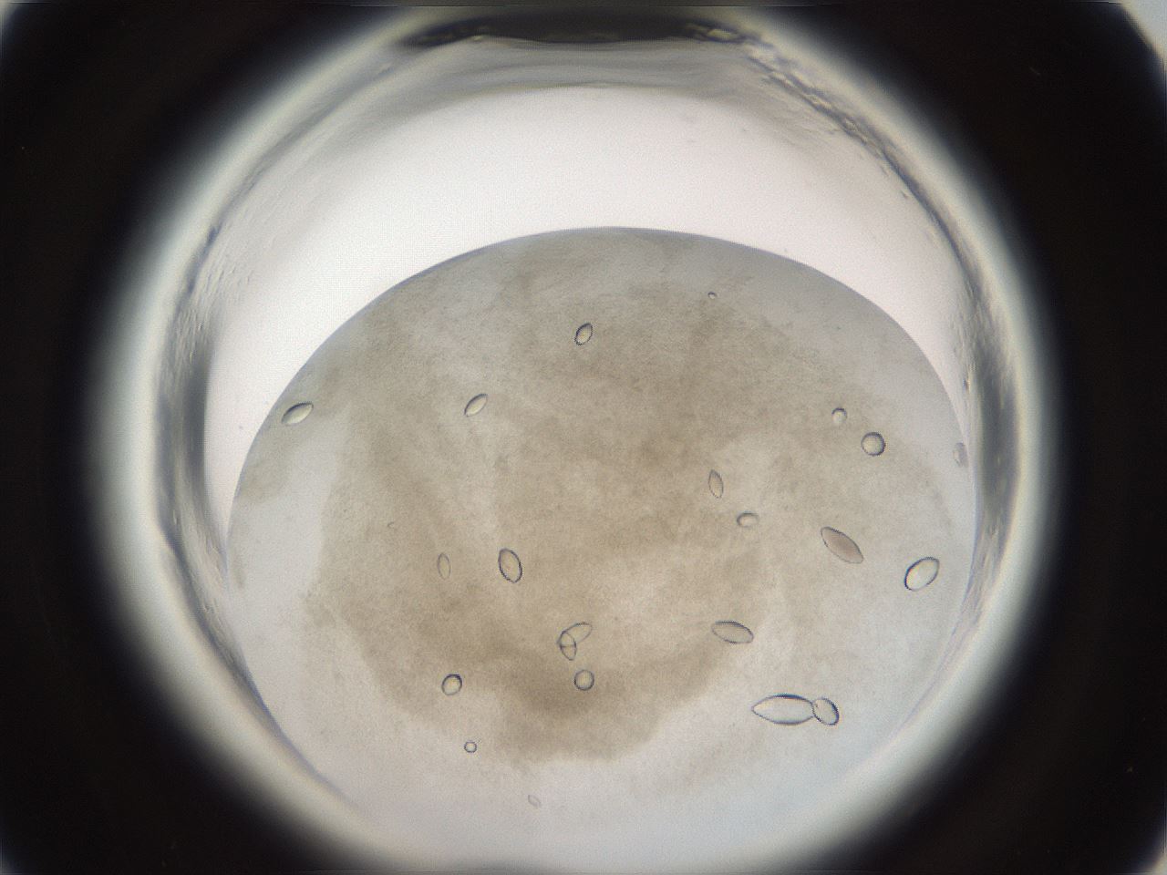 folderID696_plateID1696_batchID6997_wellNum33_profileID1_d1_r112623_ef.jpg