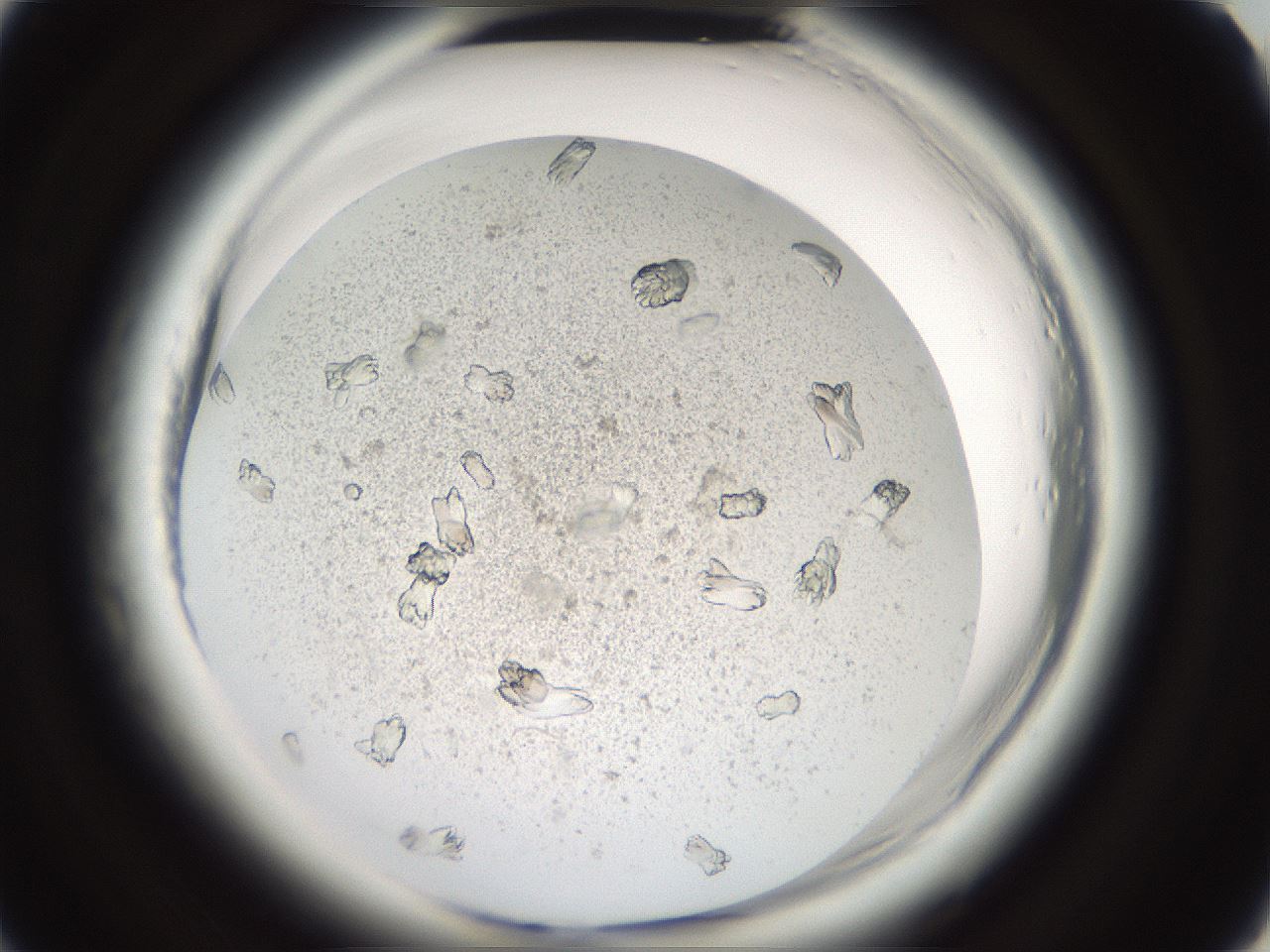 folderID696_plateID1696_batchID6997_wellNum55_profileID1_d2_r112668_ef.jpg