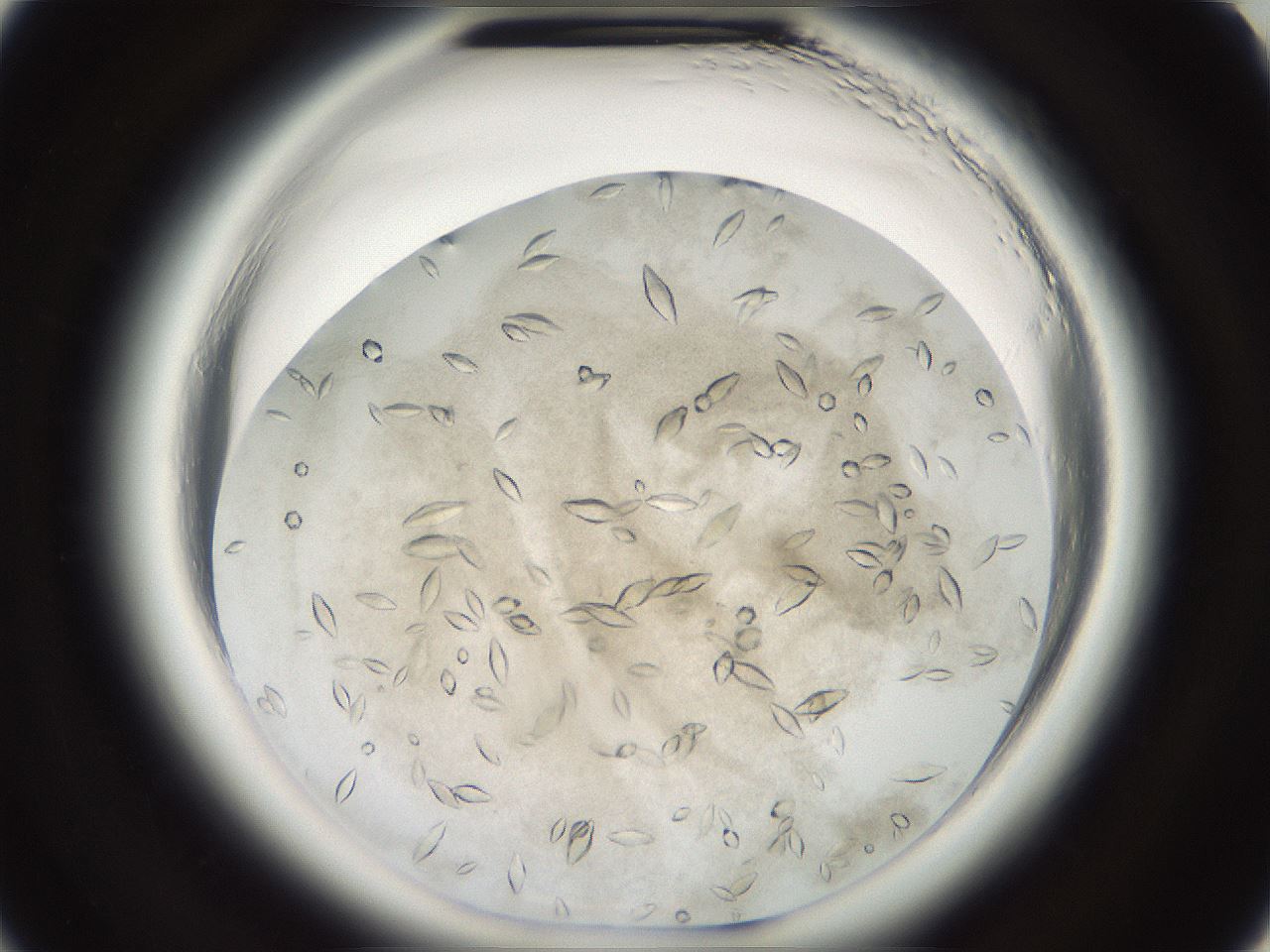 folderID696_plateID1696_batchID7006_wellNum10_profileID1_d2_r112578_ef.jpg