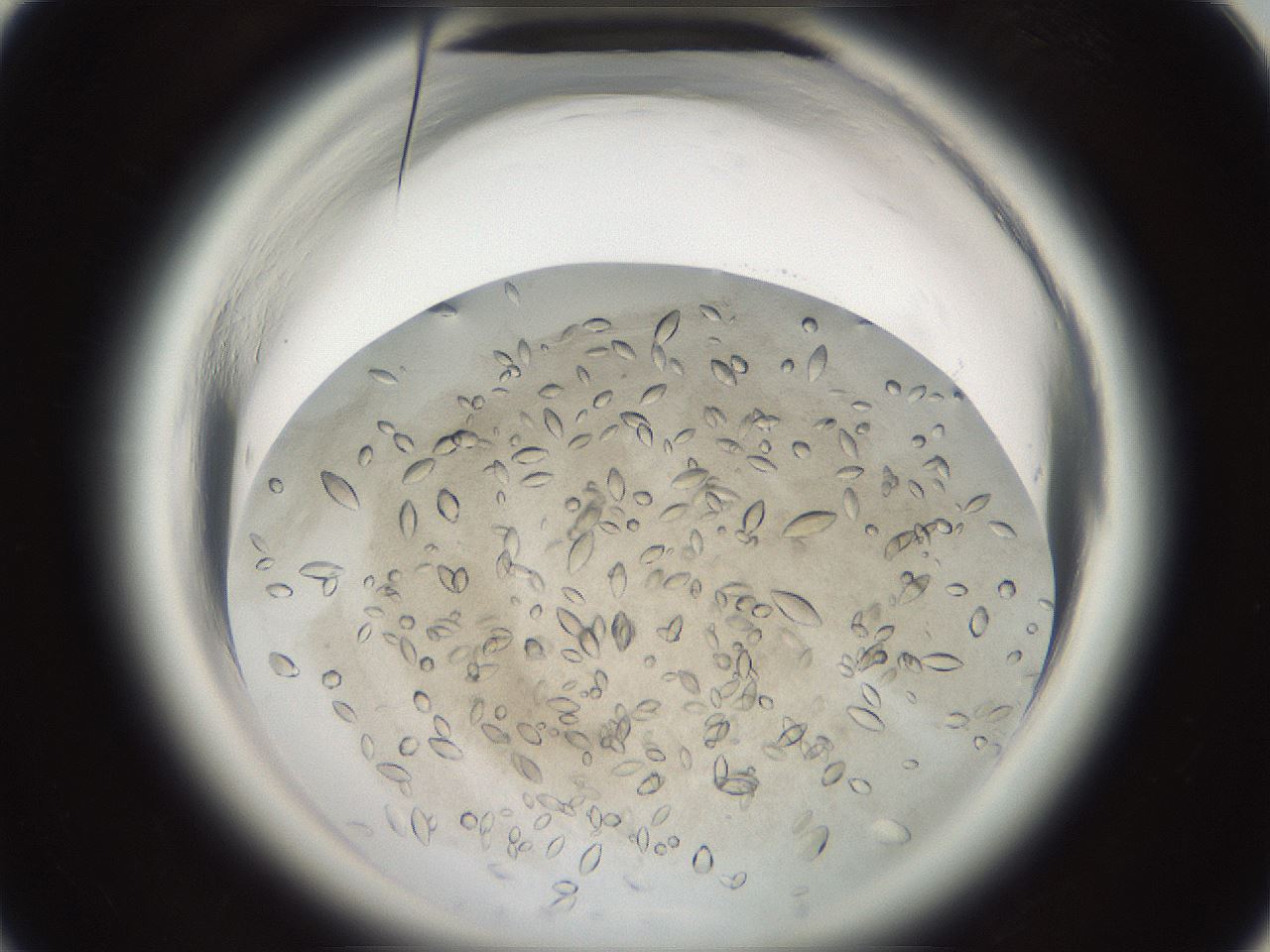 folderID696_plateID1696_batchID7006_wellNum22_profileID1_d1_r112601_ef.jpg