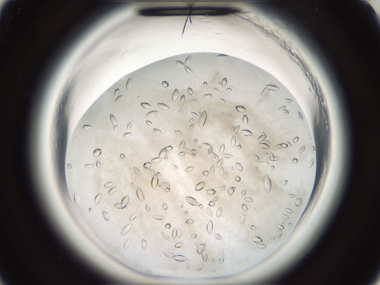 folderID696_plateID1696_batchID7006_wellNum22_profileID1_d2_r112602_ef.jpg